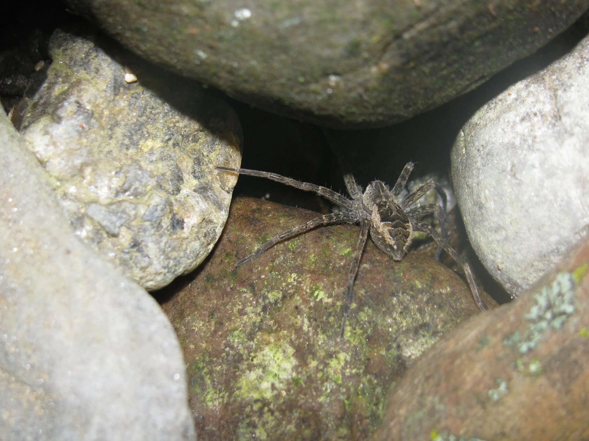 Fishing spider in a creek in Keene.