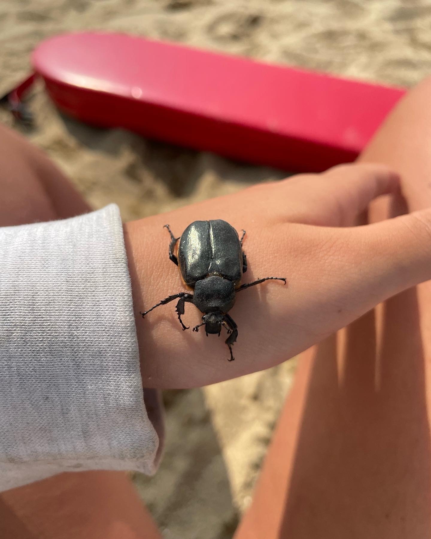 A beetle a kid brought me when I used to lifeguard Dublin Lake.