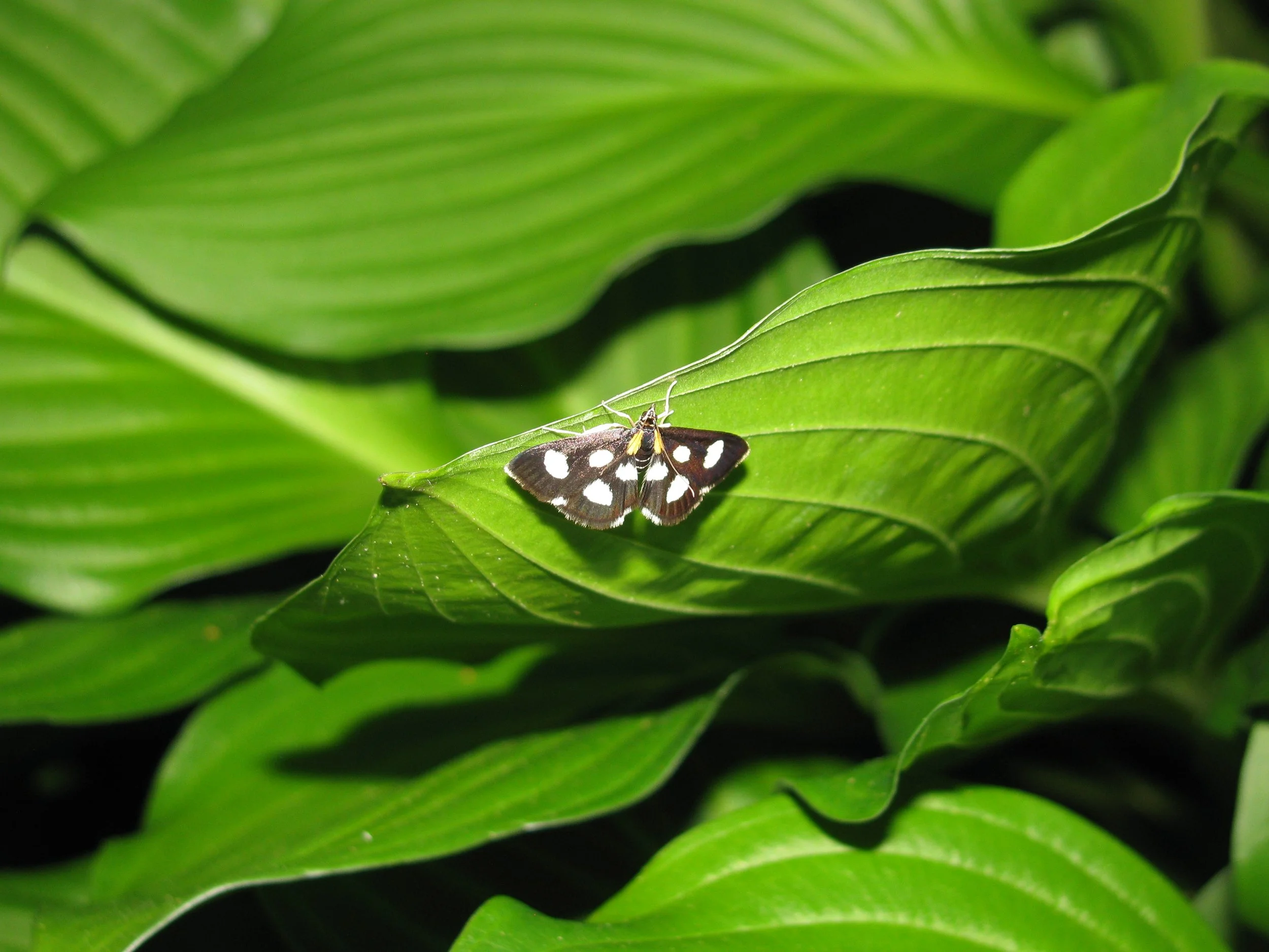 Spotted moth in my yard. 