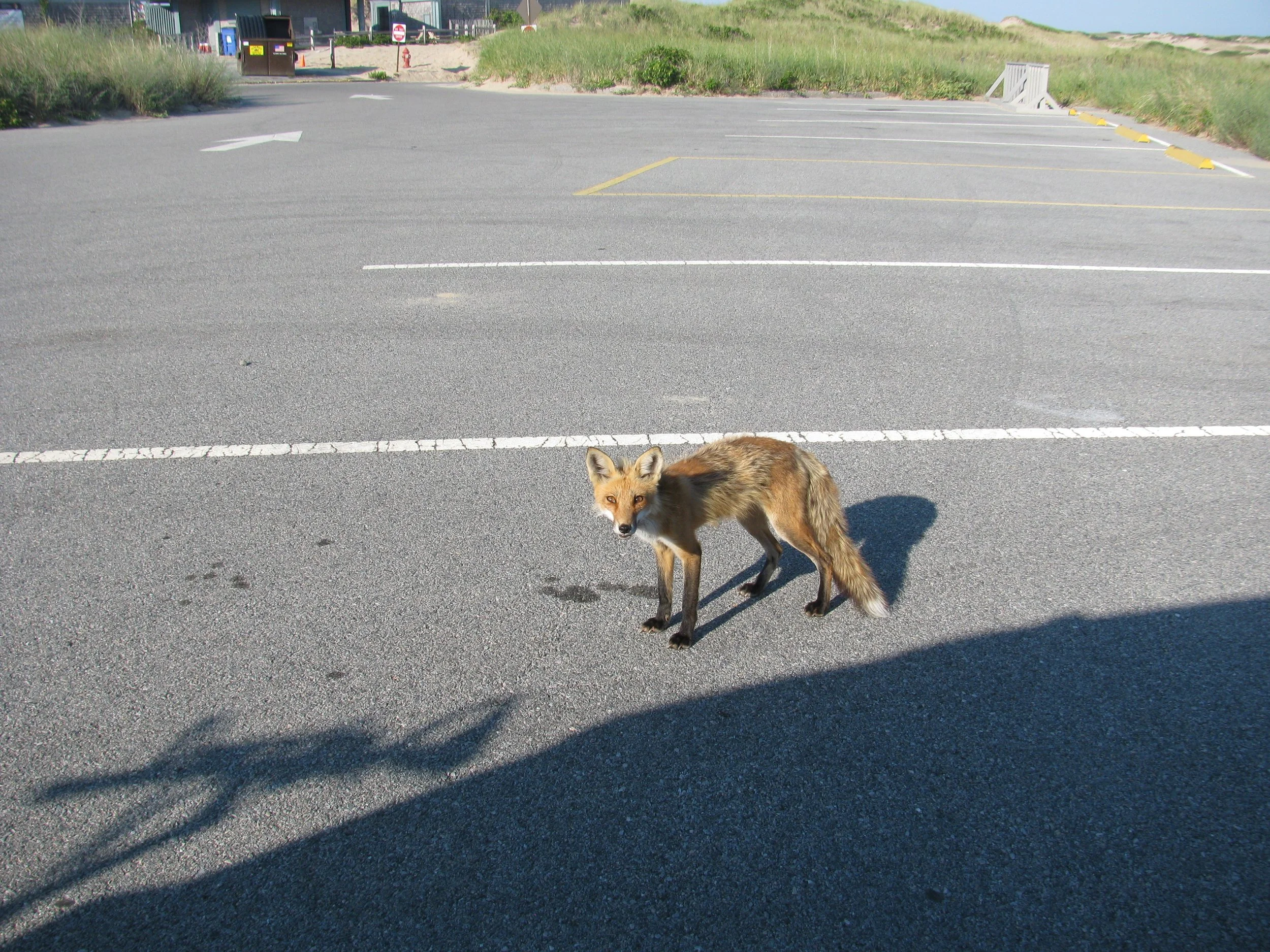 Fox from Race Point, Cape Cod.