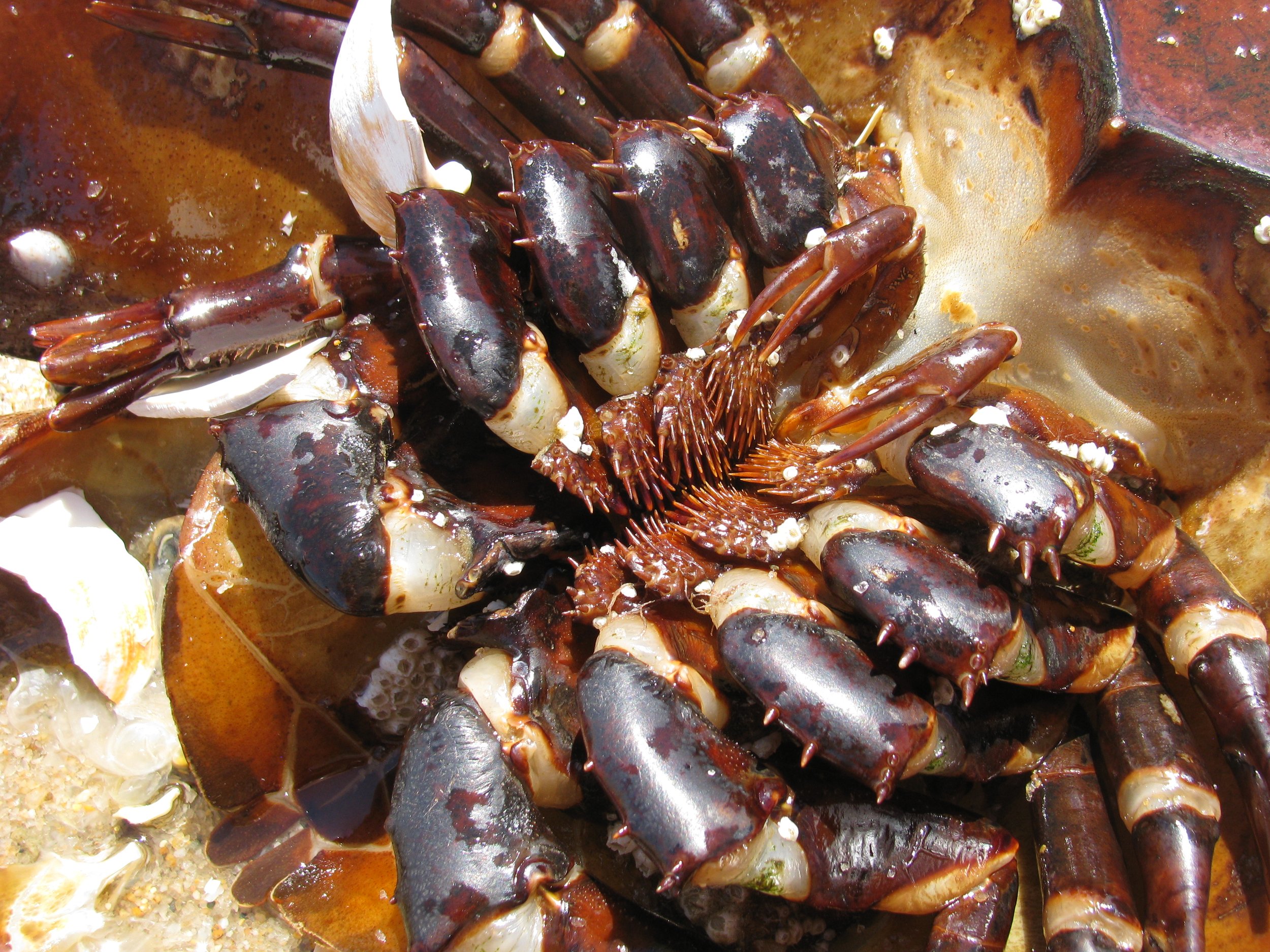 Underside of a Horseshoe Crab Cape Cod.