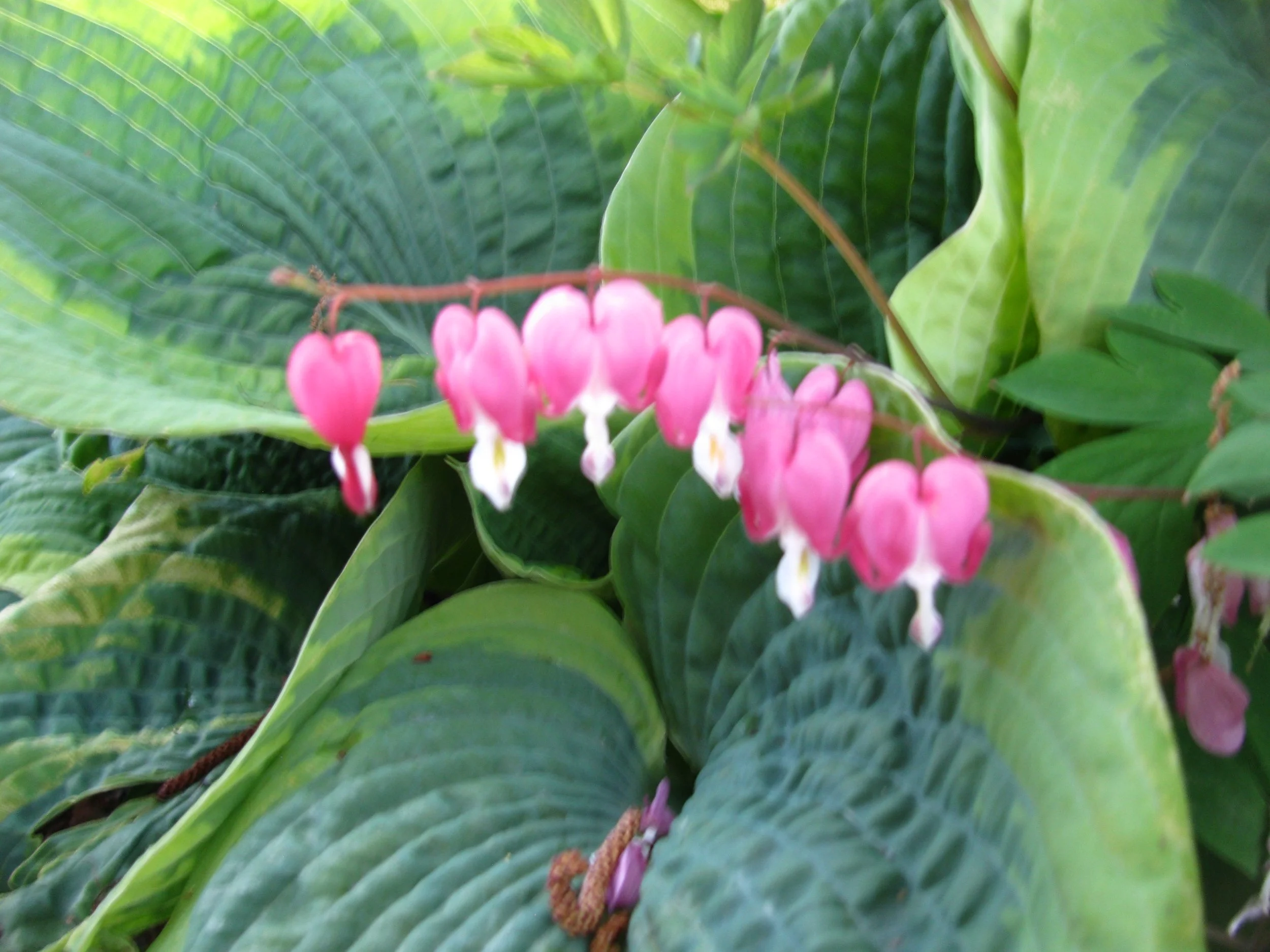 Bleeding hearts in Keene.