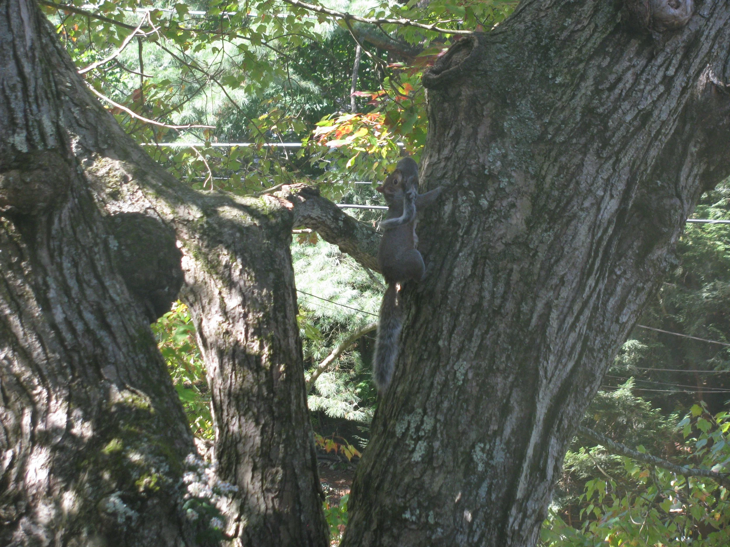 Squirrel mama bringing baby to nest in my yard.