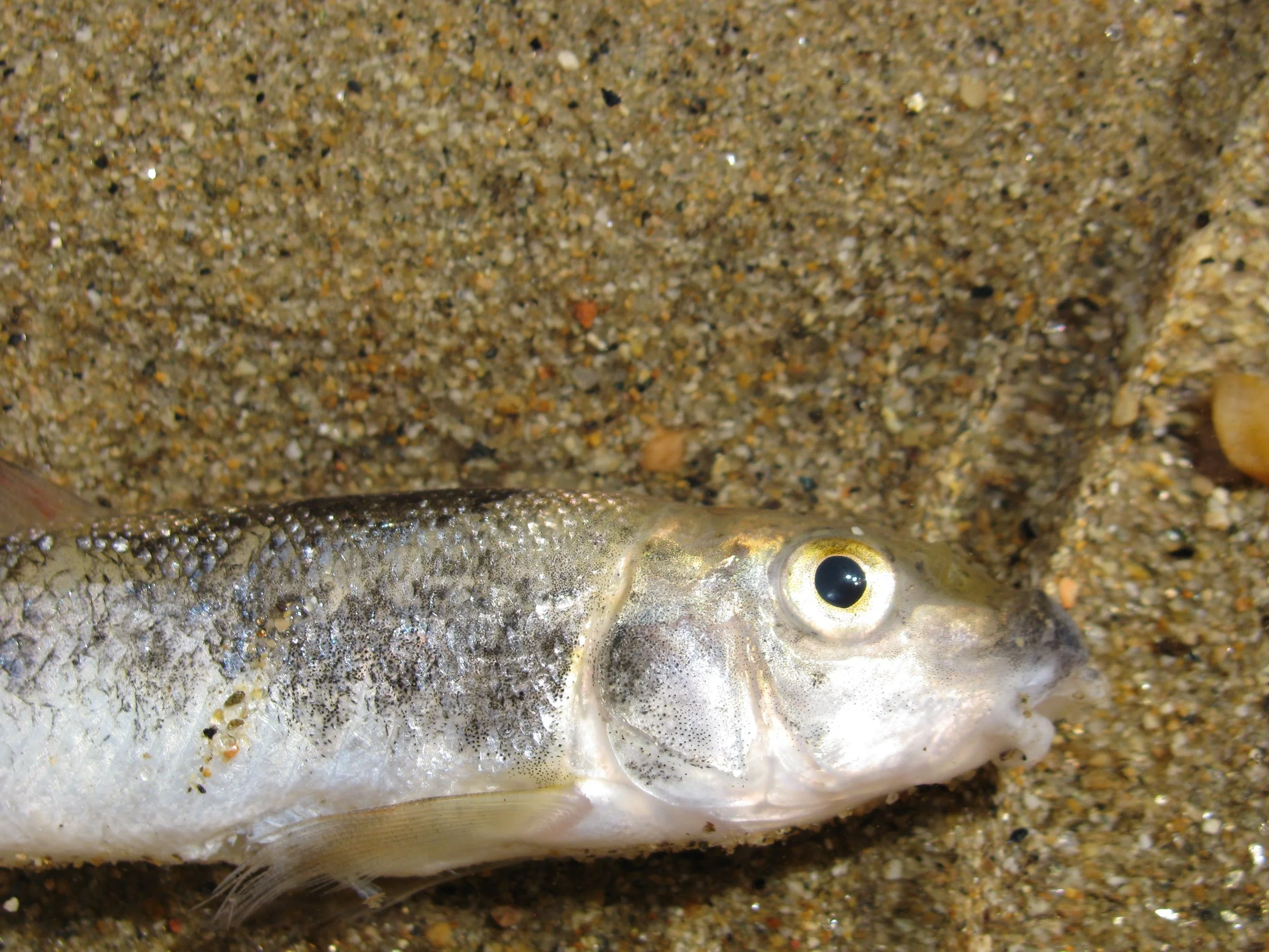 Fishy from Saco River.