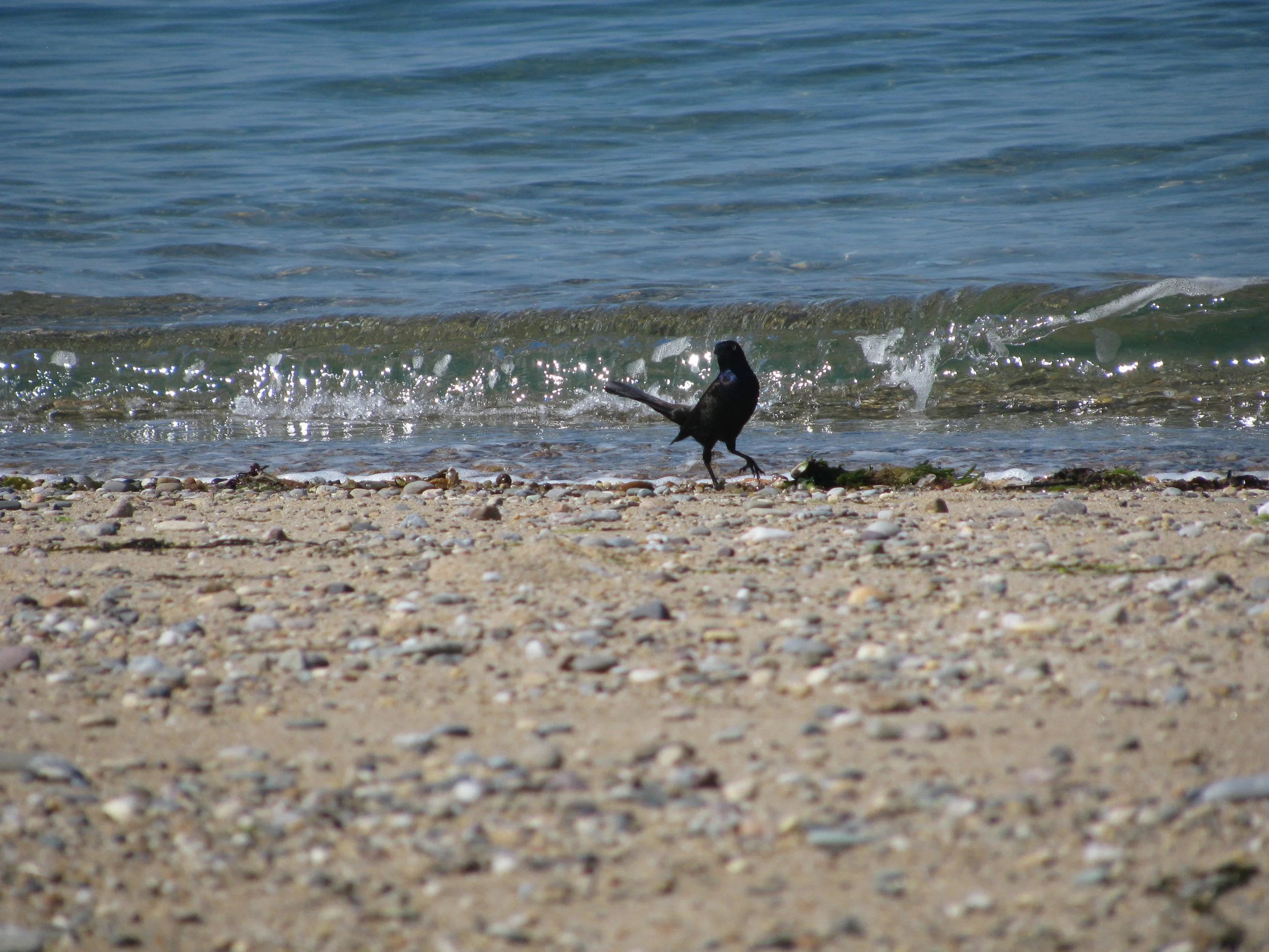 Grackle on cape cod.