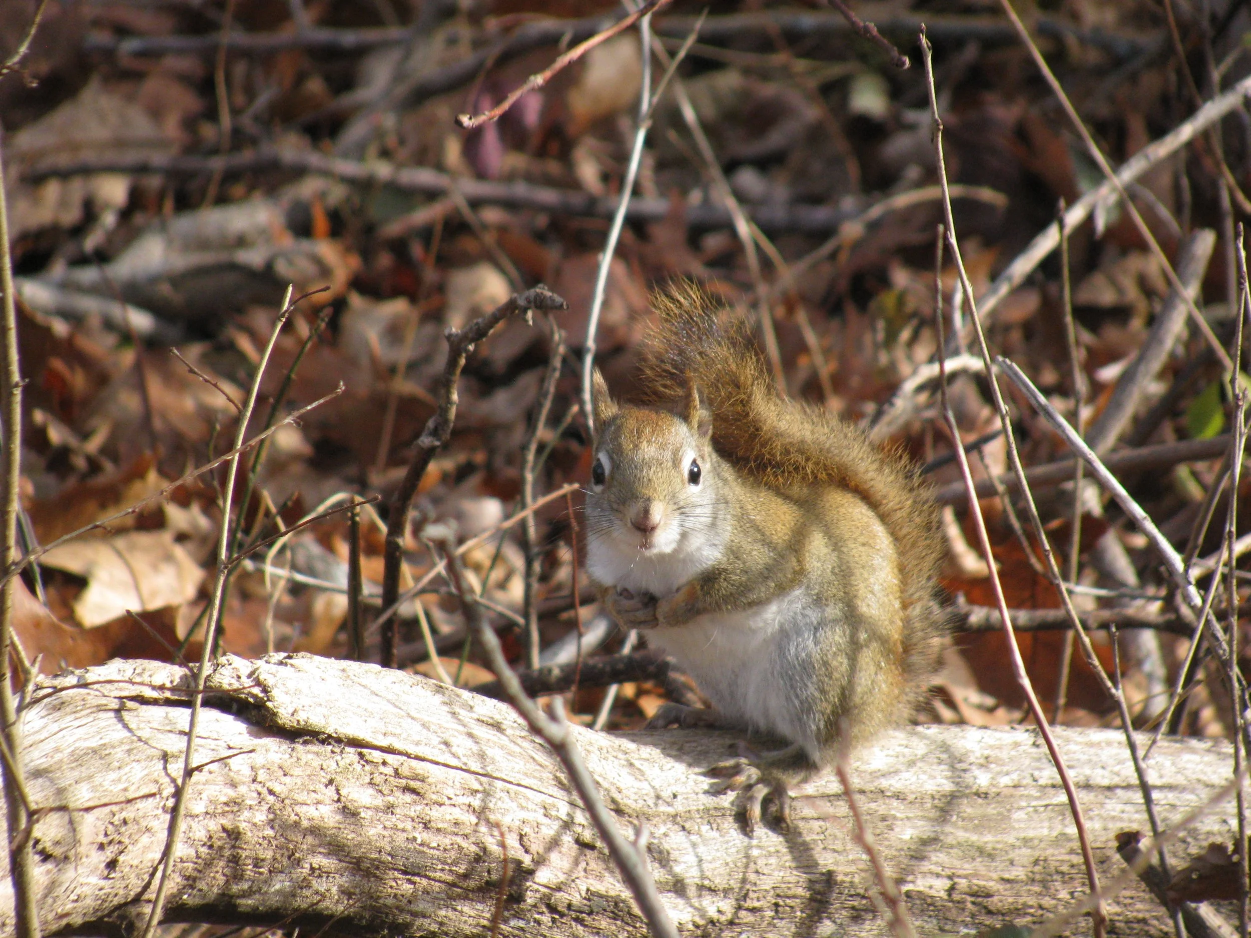 Red Squirrel at the Ipswich Wildlife Sancuary