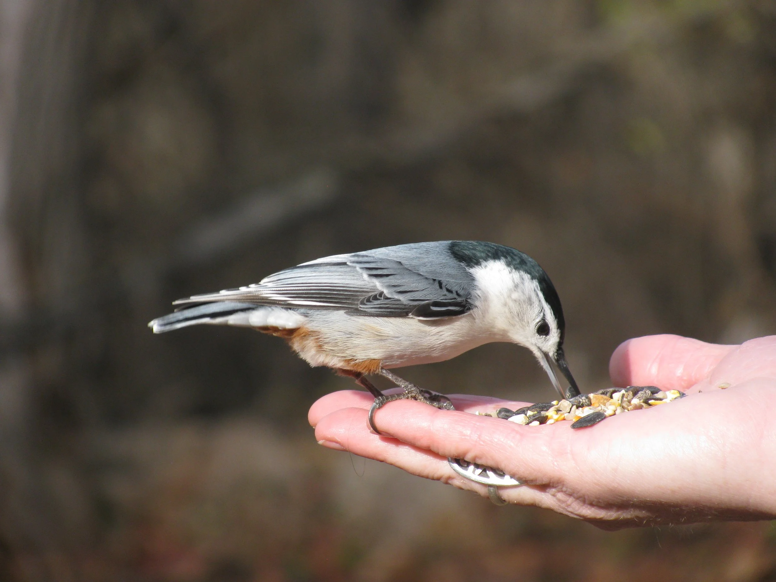 Titmouse feeding at the Ipswich Wildlife Sancuary.