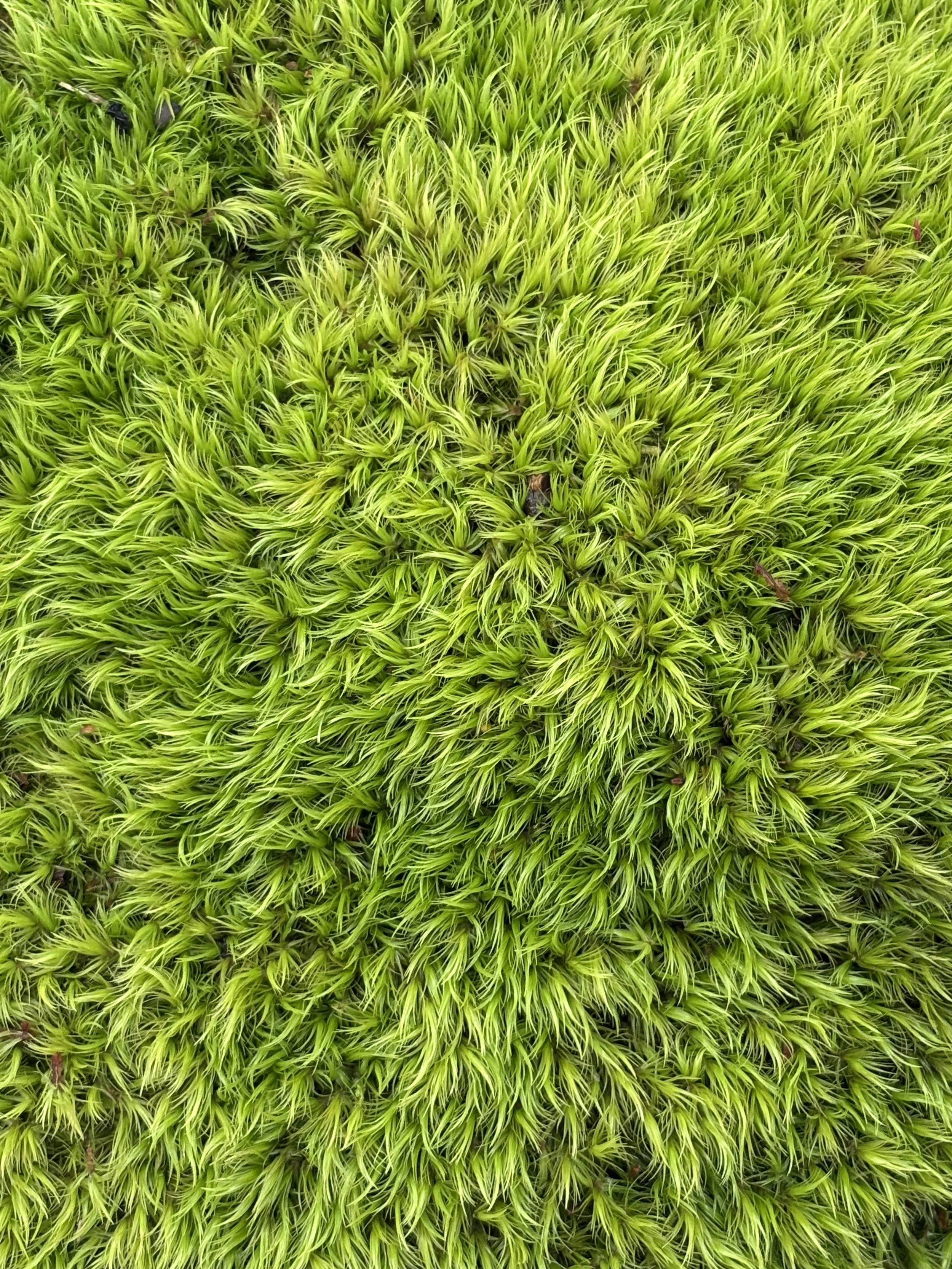 Super green moss