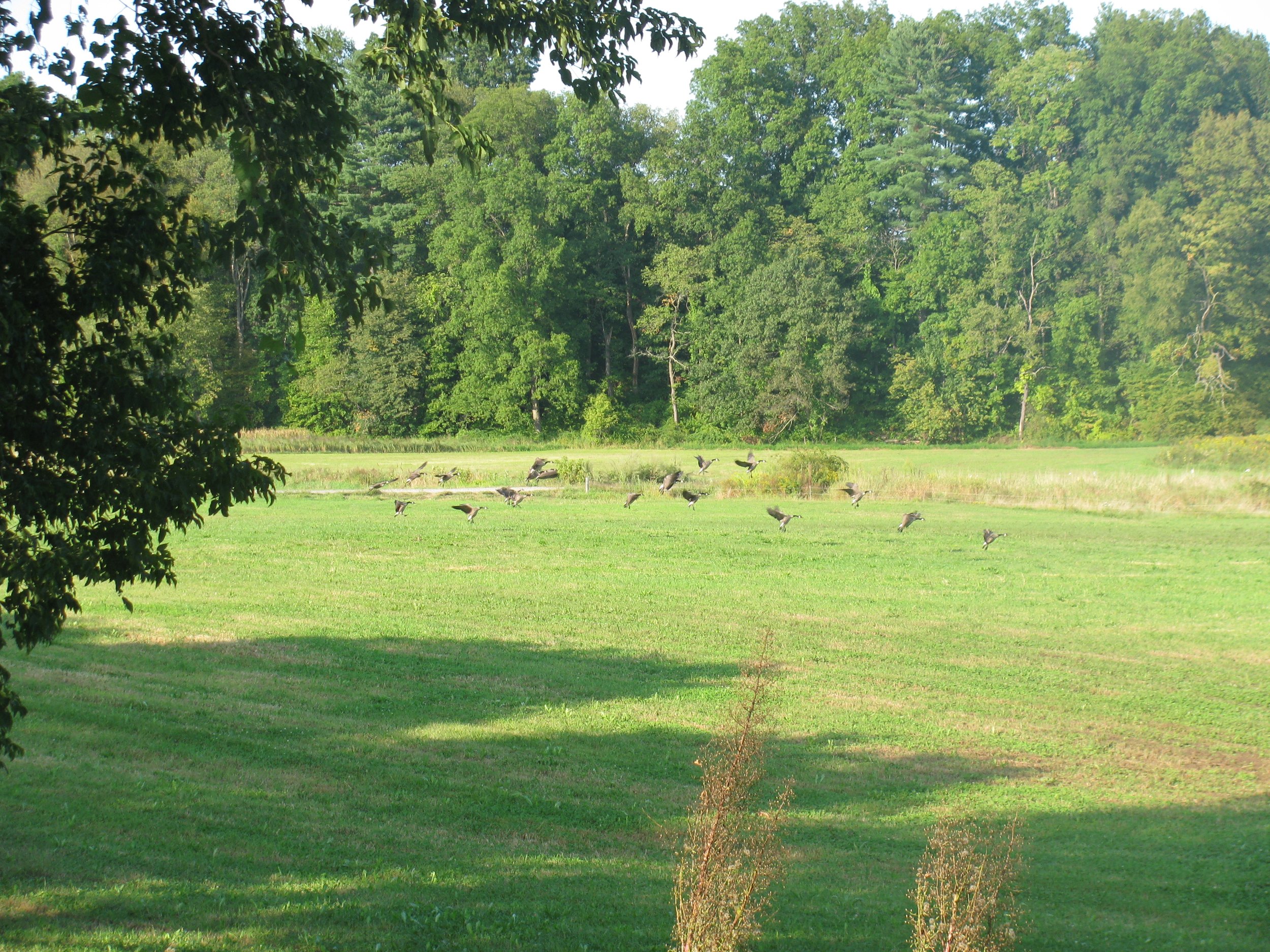 Geese landing in a field in Walpole along the Cheshire Rail Trail.