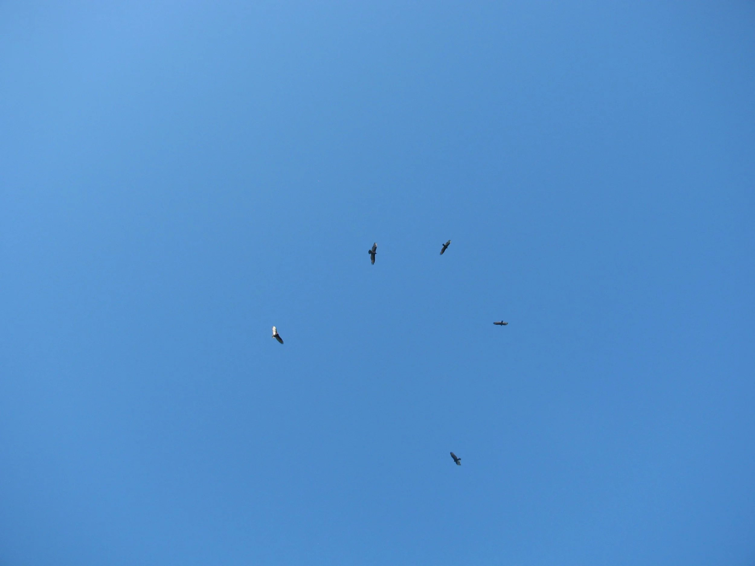 Turkey Vulture Circling by Keene Dump