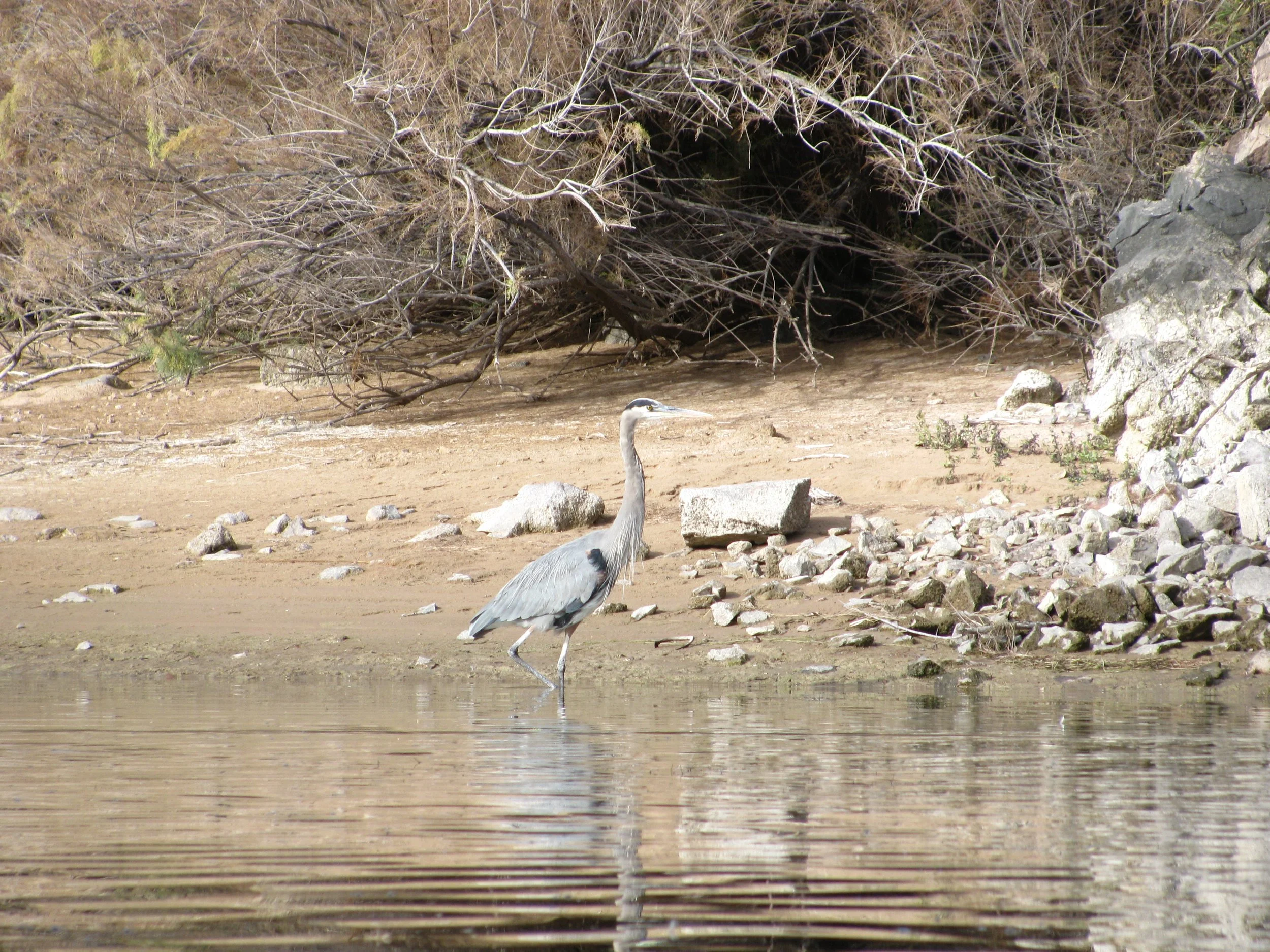 Great blue heron from the Colorado river. 