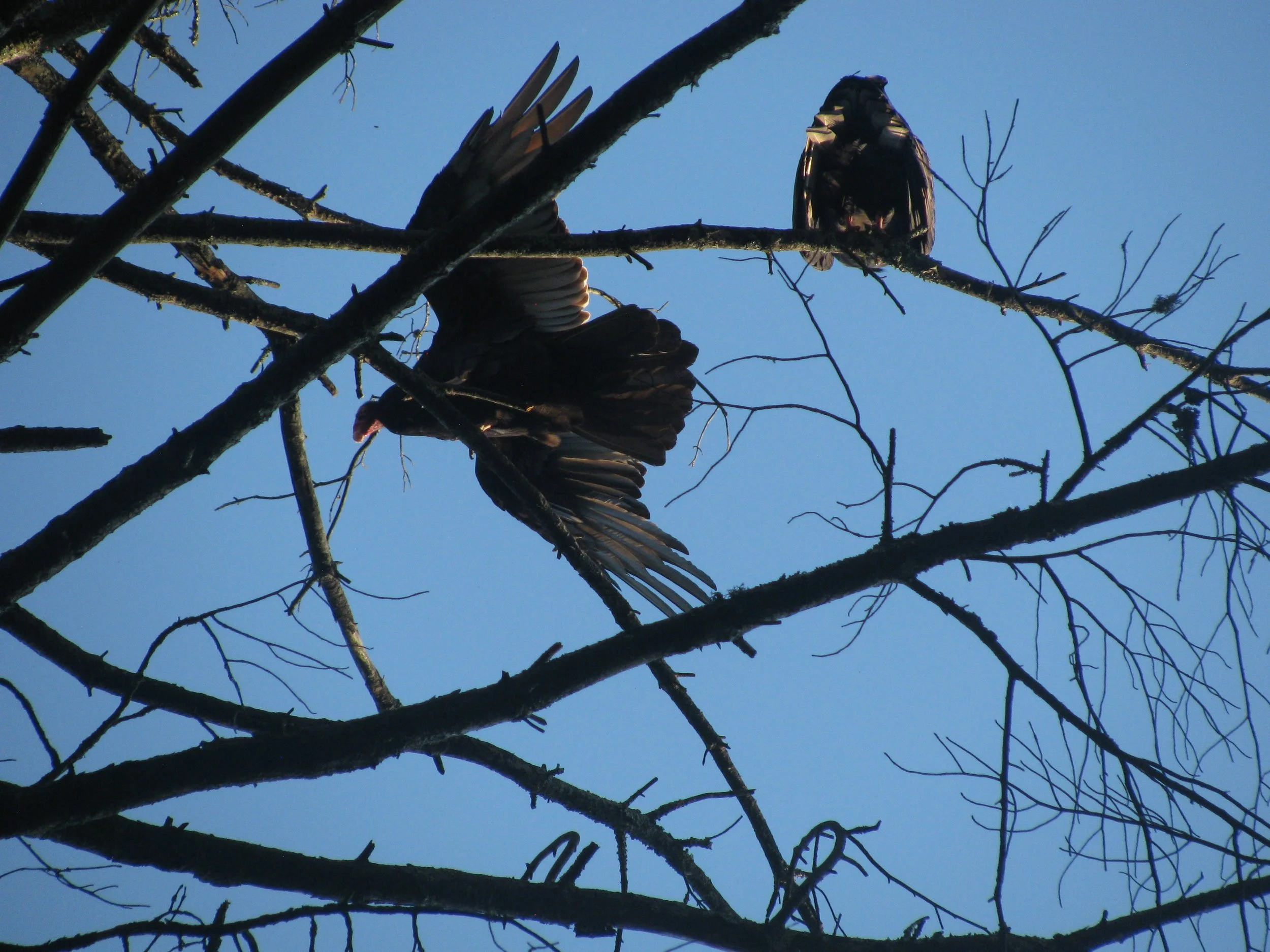 Turkey Vultures on the Cheshire Rail Trail.
