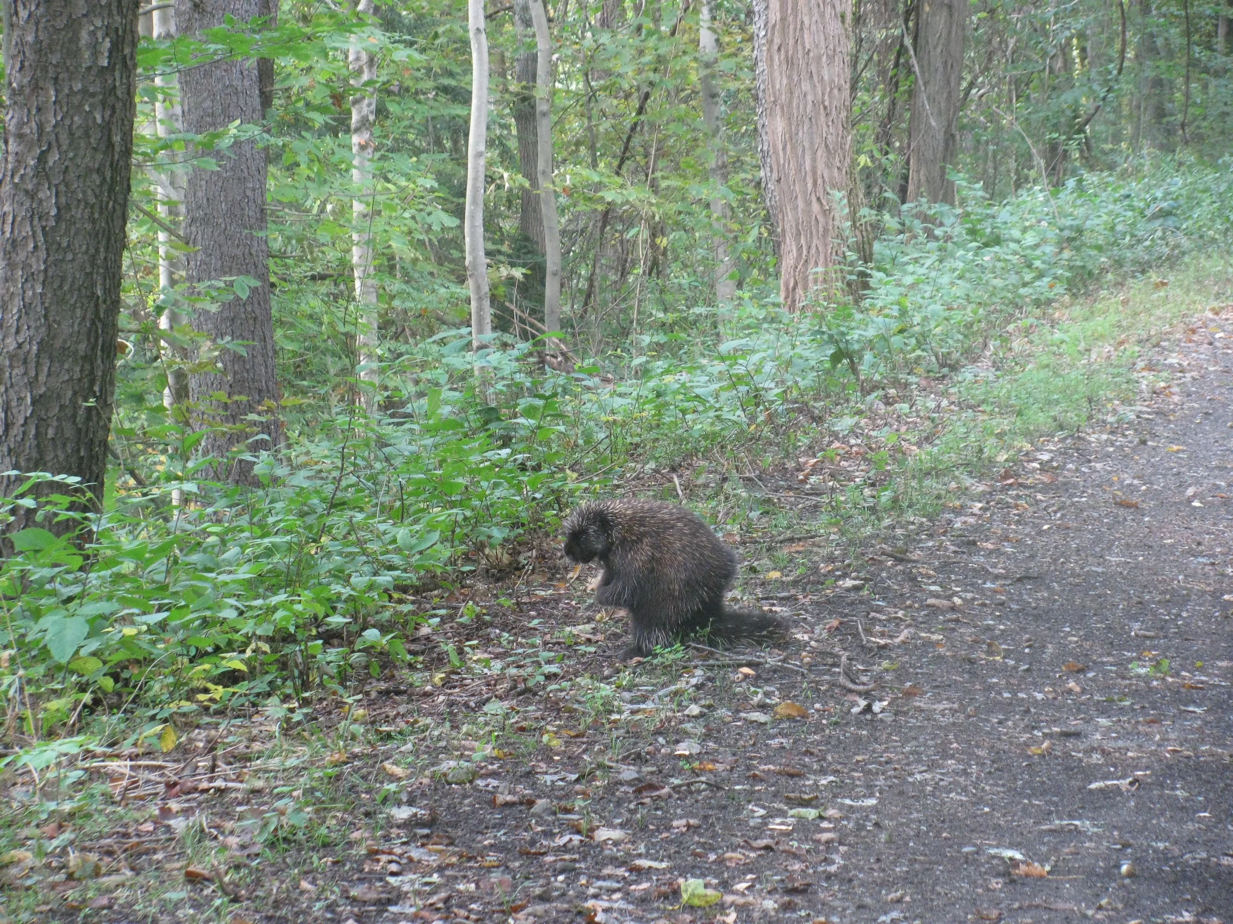 Porcupine on the Cheshire Rail Trail.