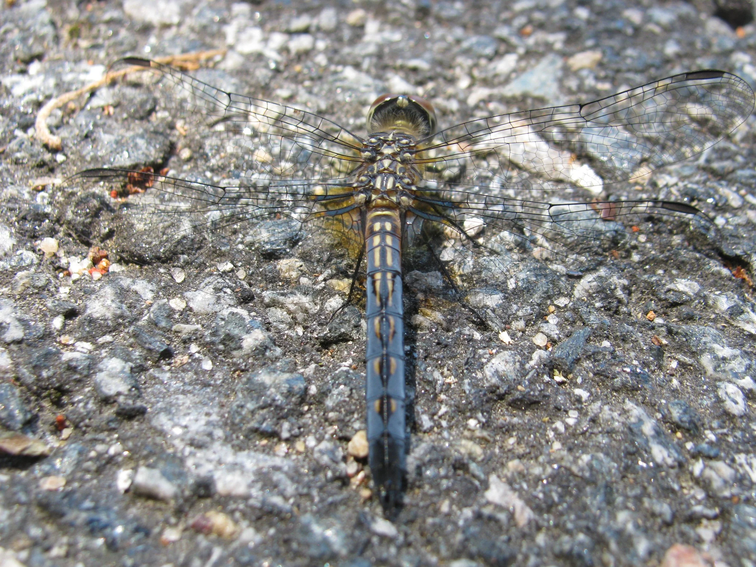 Dragonfly in Cape Cod.
