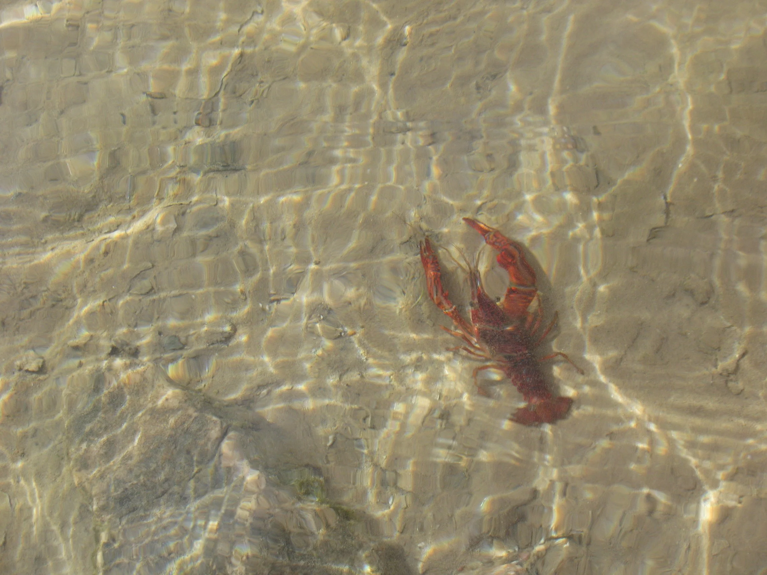 Crawdad in the Colorado River.