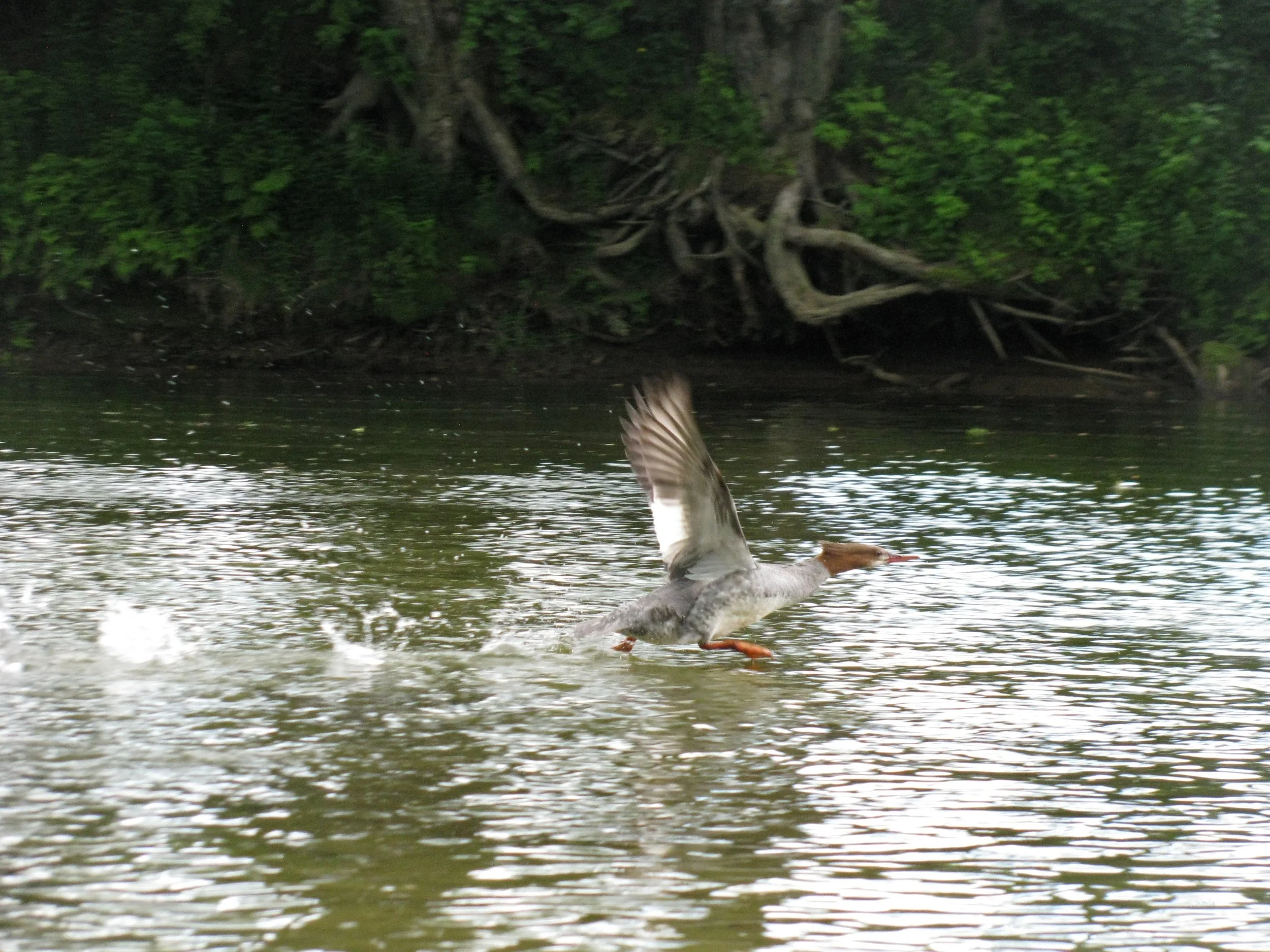 Duck flying near Dublin lake. 