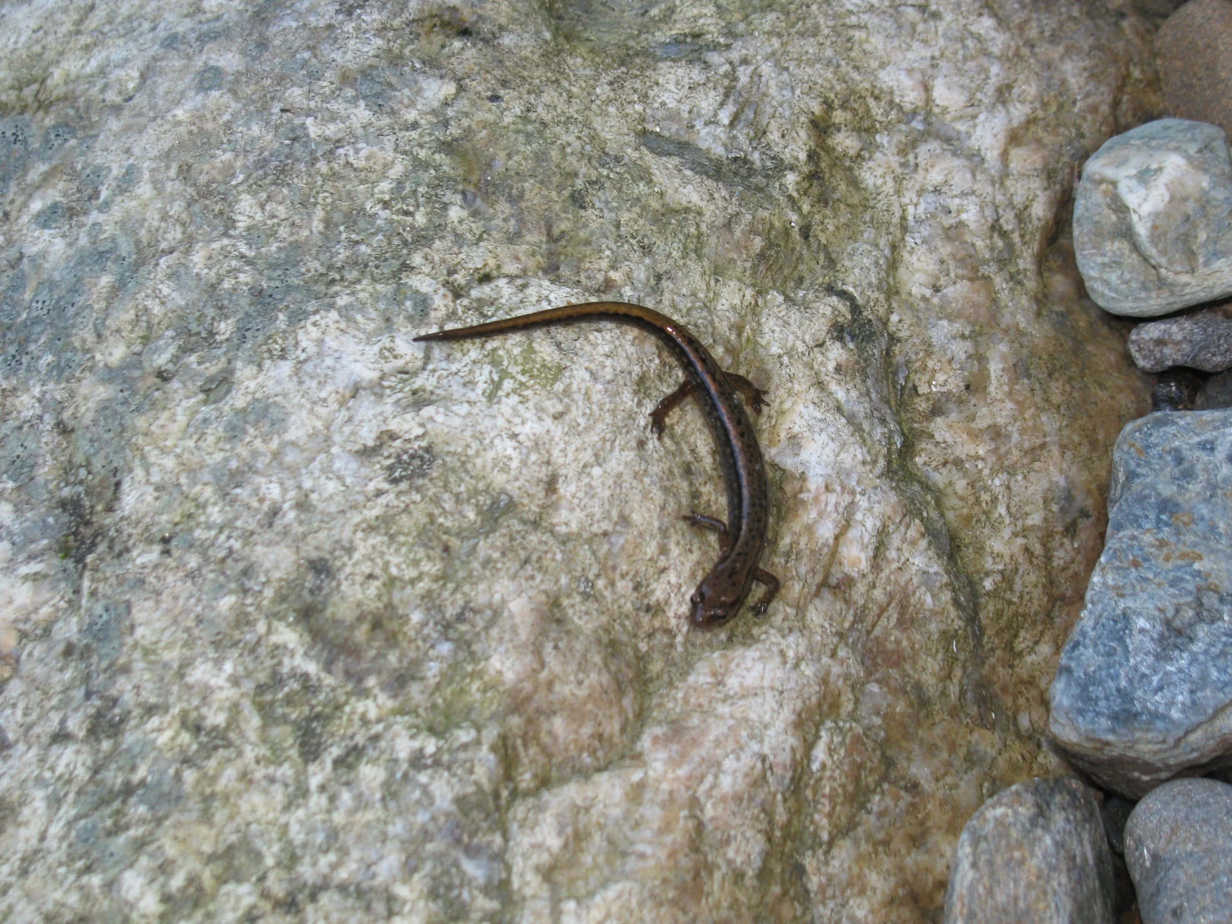 Salamander next to Ashulot river. 