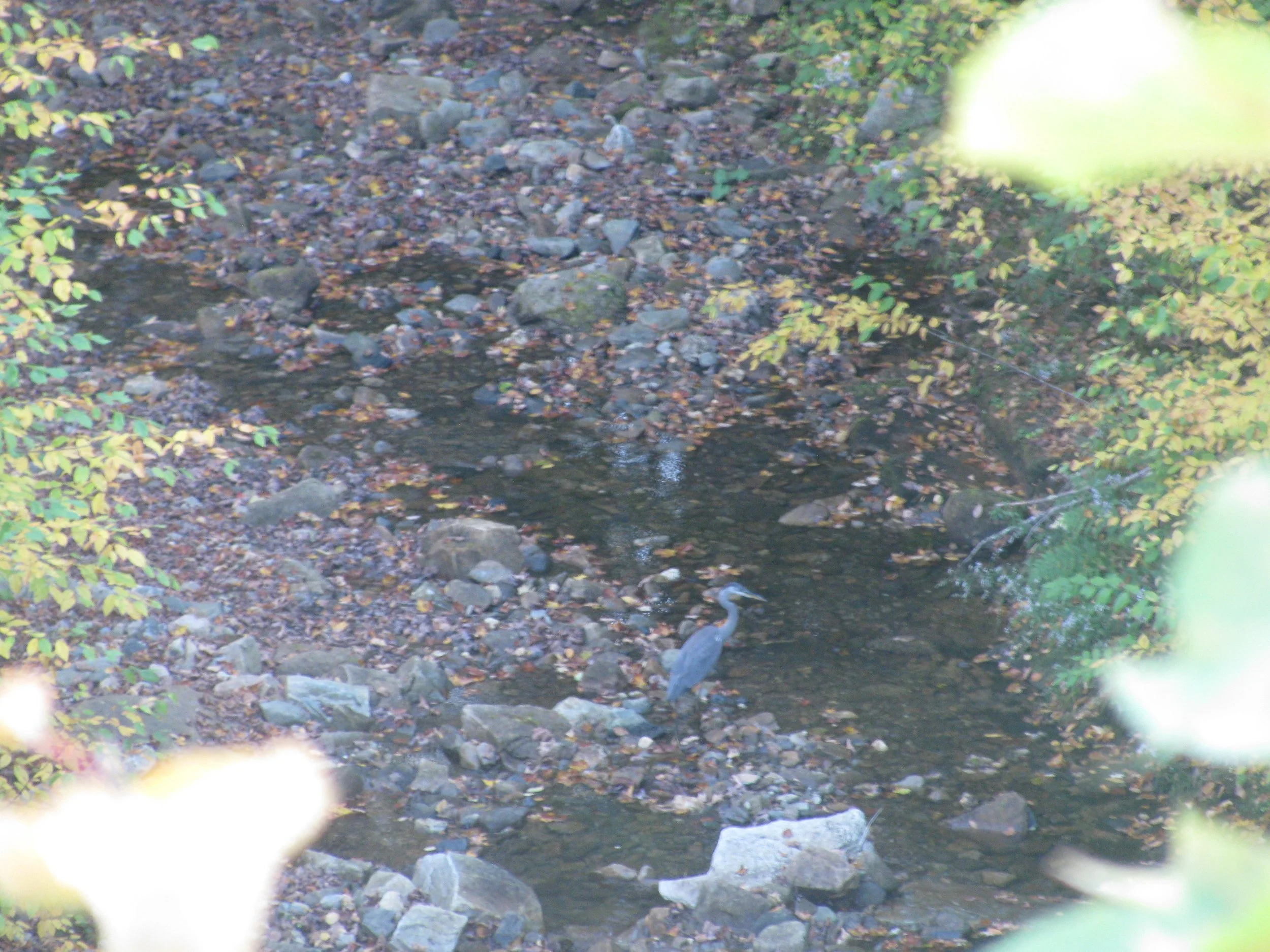 Great Blue Heron in creek on the Cheshire Rail Trail.