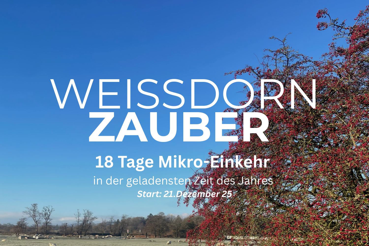 WEISSDORNZAUBER ✧ 18 Tage Mikro-Einkehr in der geladensten Zeit des Jahres 21.12-7.1.26
