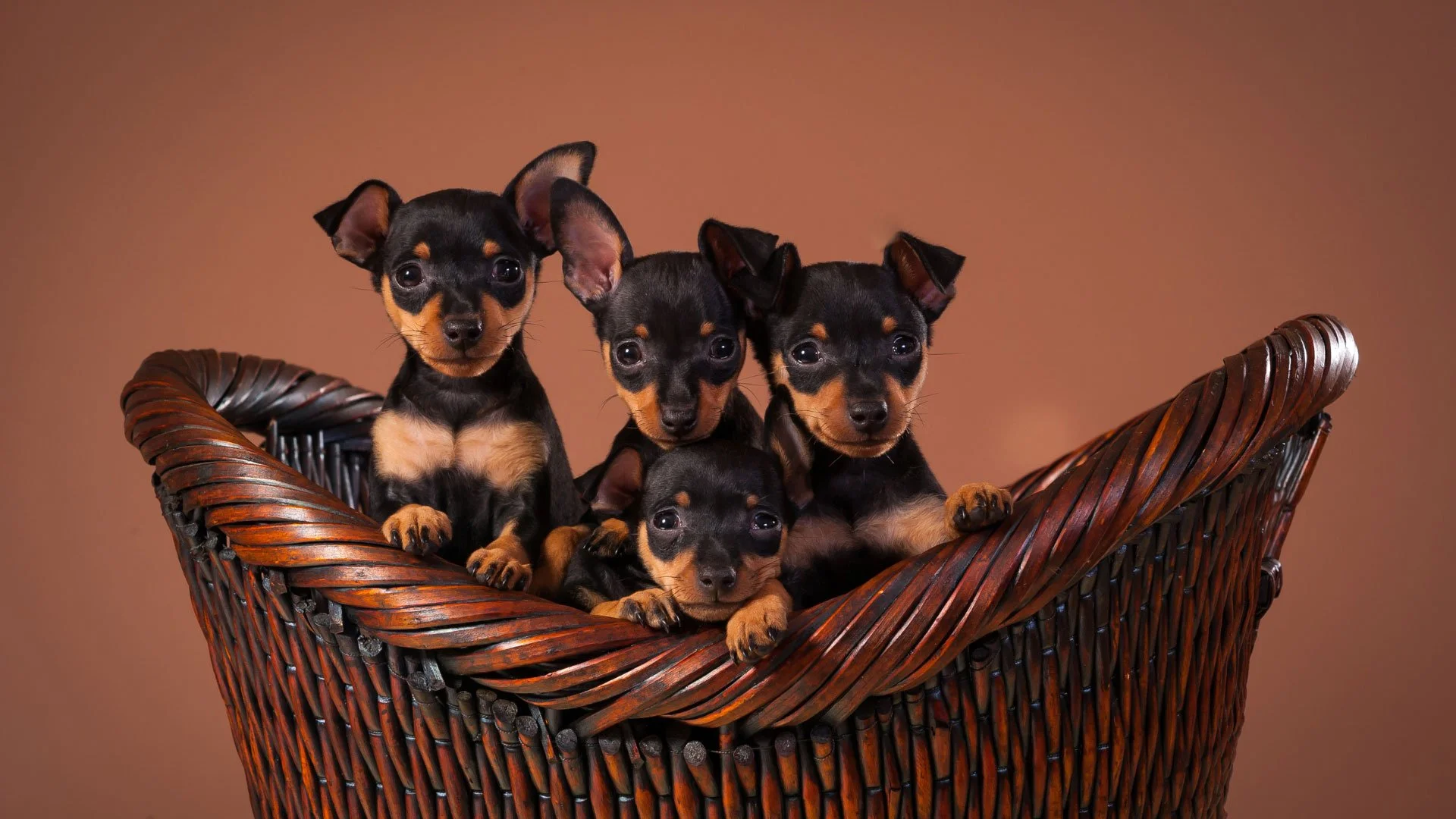 Quanto Custa um Pinscher 0? Um Olhar Detalhado sobre Preços — Mundo
