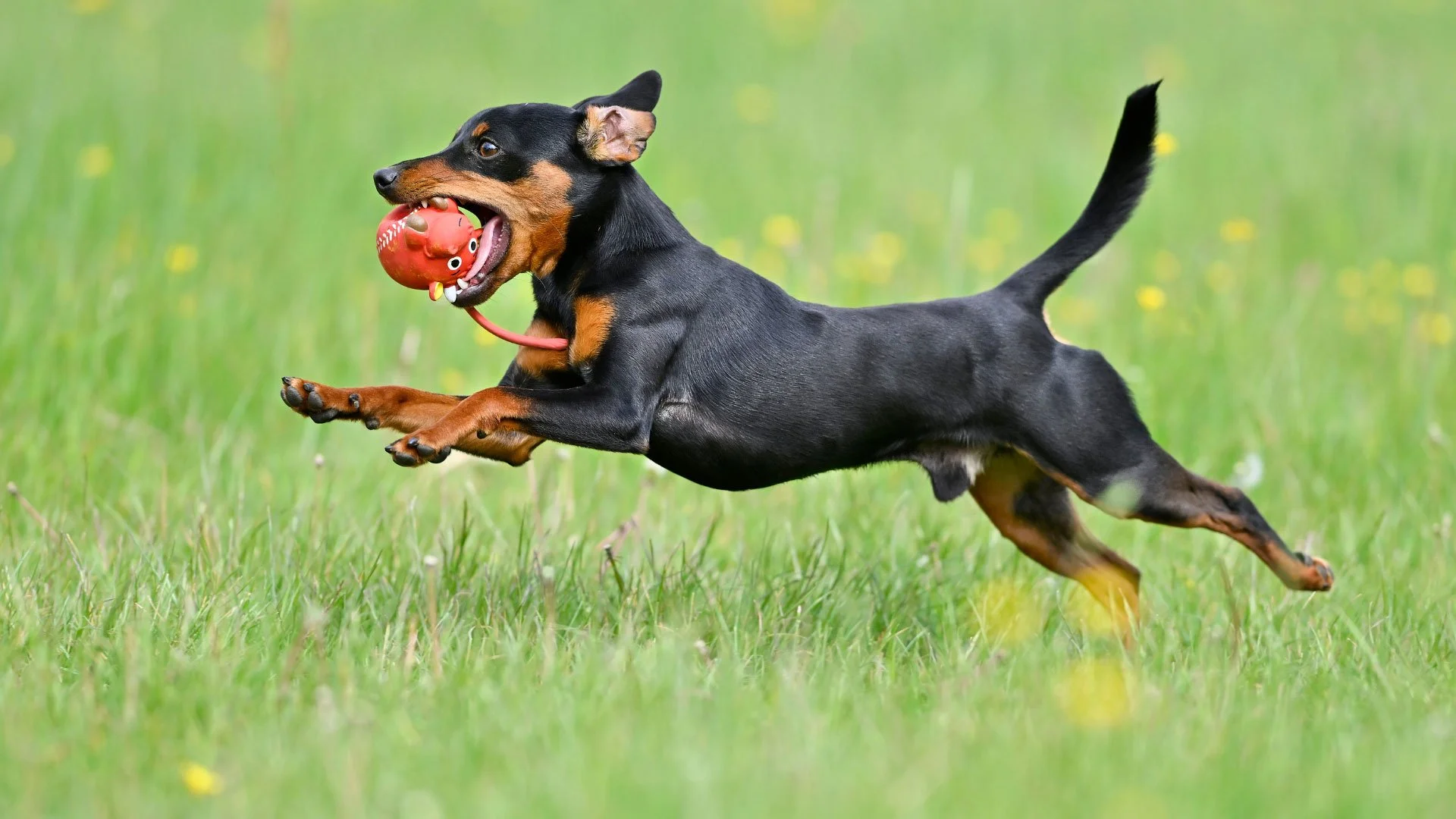 Quanto Custa um Pinscher Guia Completo dos Preços e Cuidados — Mundo