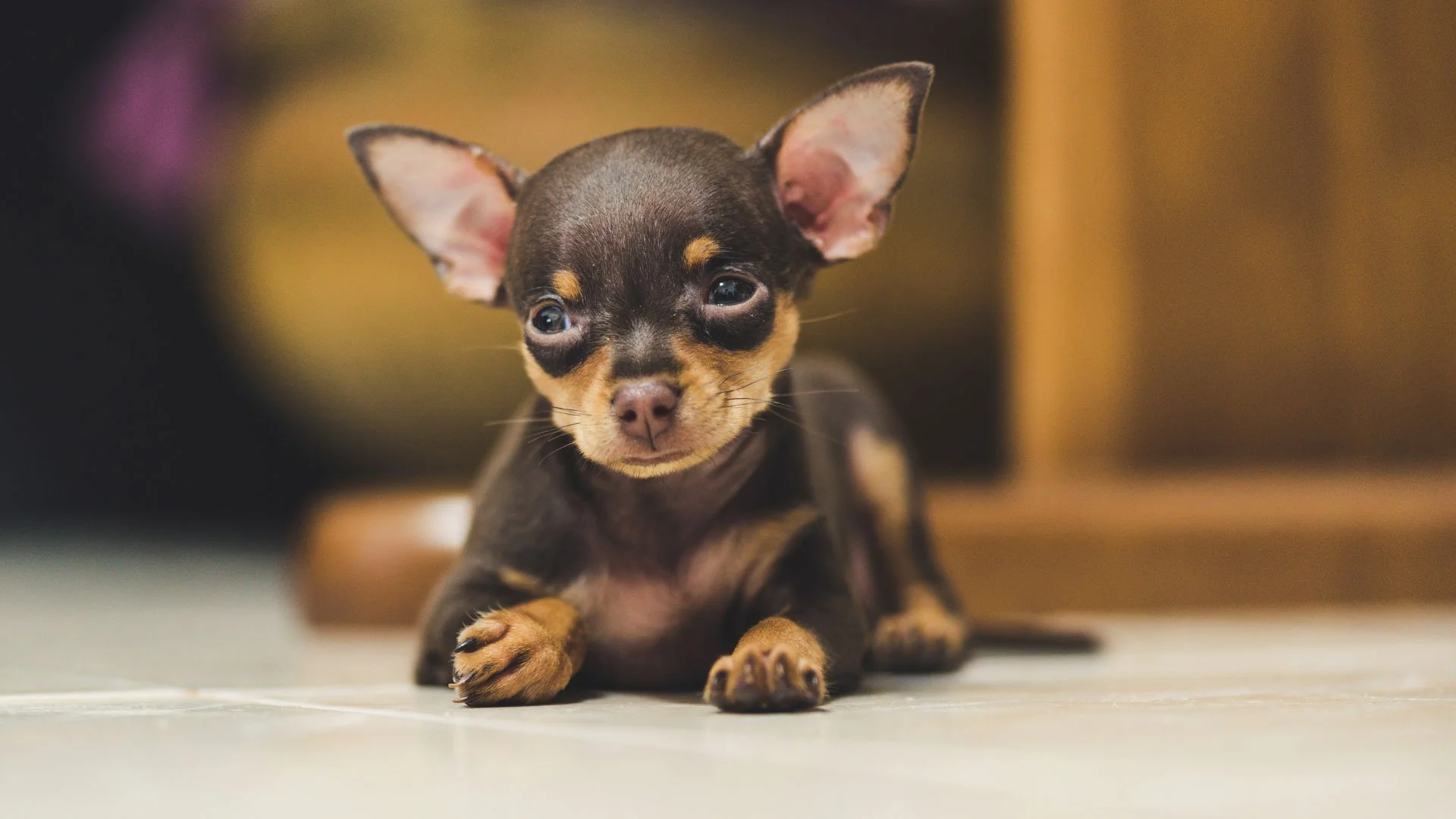 Quanto Custa um Pinscher 0? Um Olhar Detalhado sobre Preços — Mundo