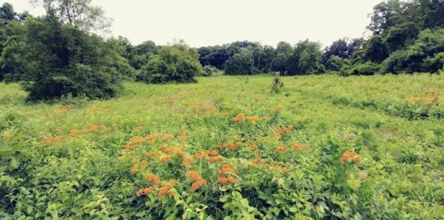 A Unique Gathering of Butterflyweed Seeds and Nature Walk at the Guggenheim Preserve Date