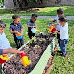 Students at Davis Early Learning Center tend the sweet potato slips they recently planted in the Vego Garden beds. Good job gardeners! #vegogarden #heritagecommunityfarm