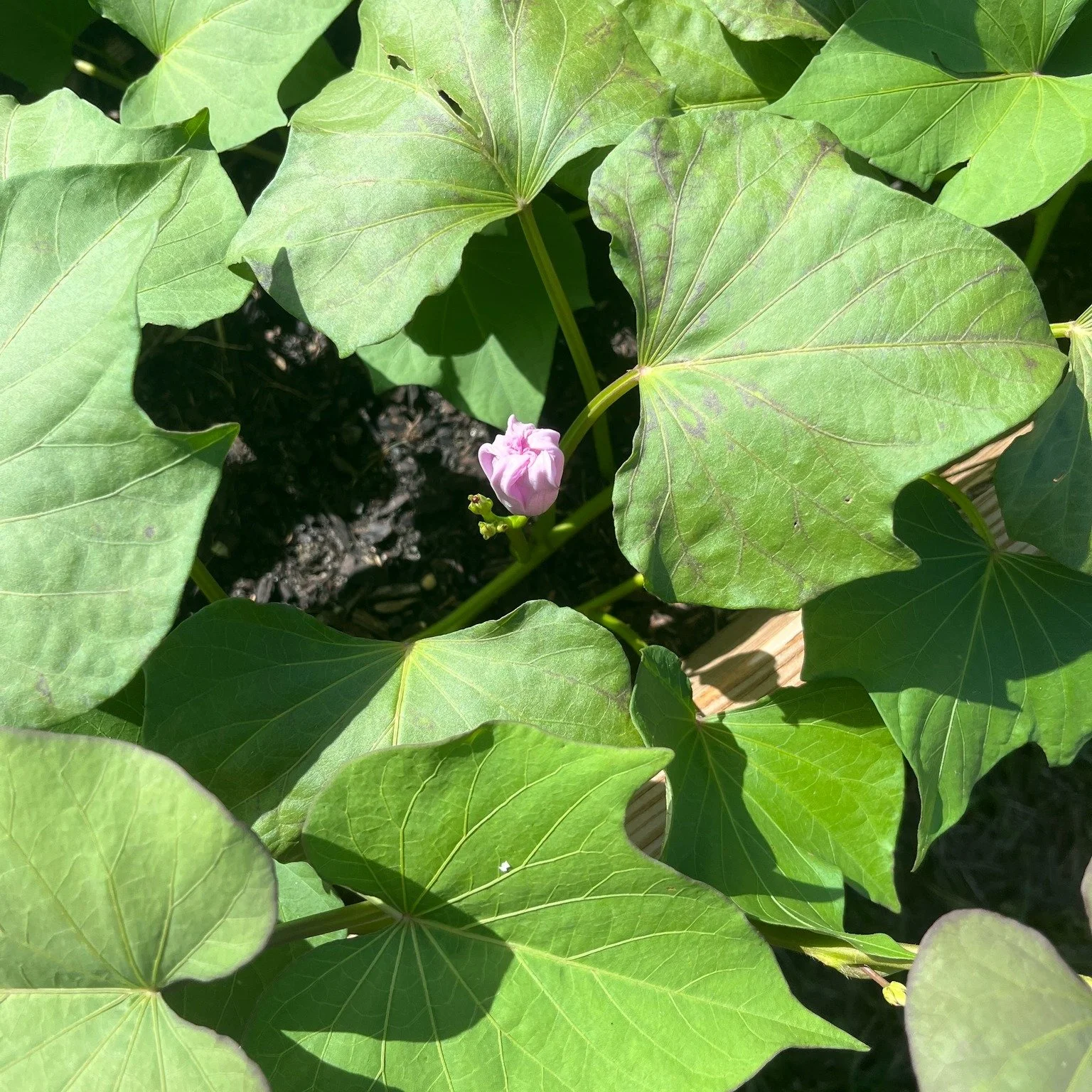 Test your sweet potato knowledge. T/F Sweet potatoes are in the morning glory family. True! Both are classified as a Convolvulaceae. T/F Sweet potatoes and yams are the same. False! Yams are pale in color and are grown primarily in Africa. T/F Sweet