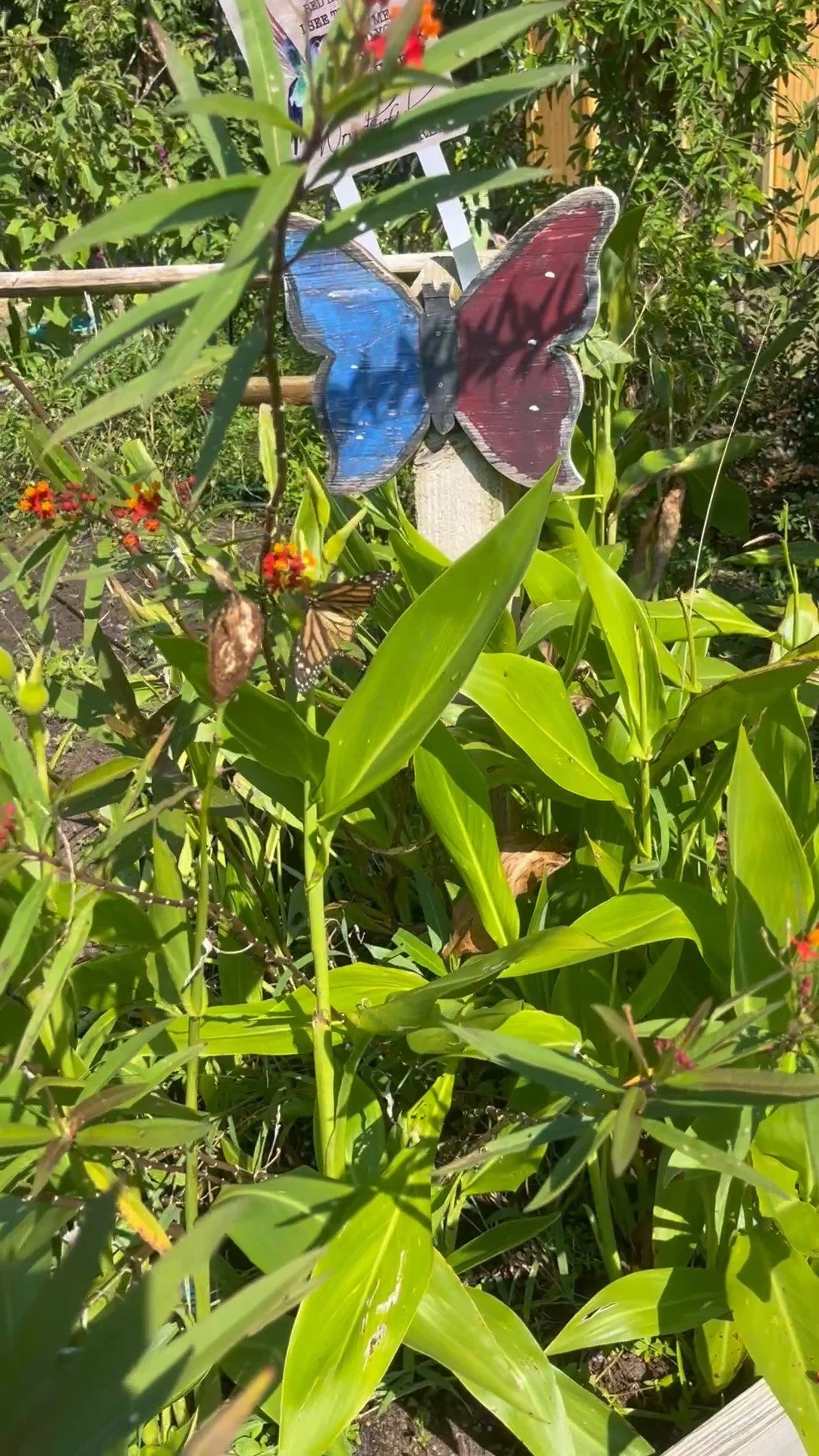 Hello butterflies and welcome to the Pollinator Garden. Growing Together to plant, pollinate, and harvest. #heritagecommunityfarm #WBMS