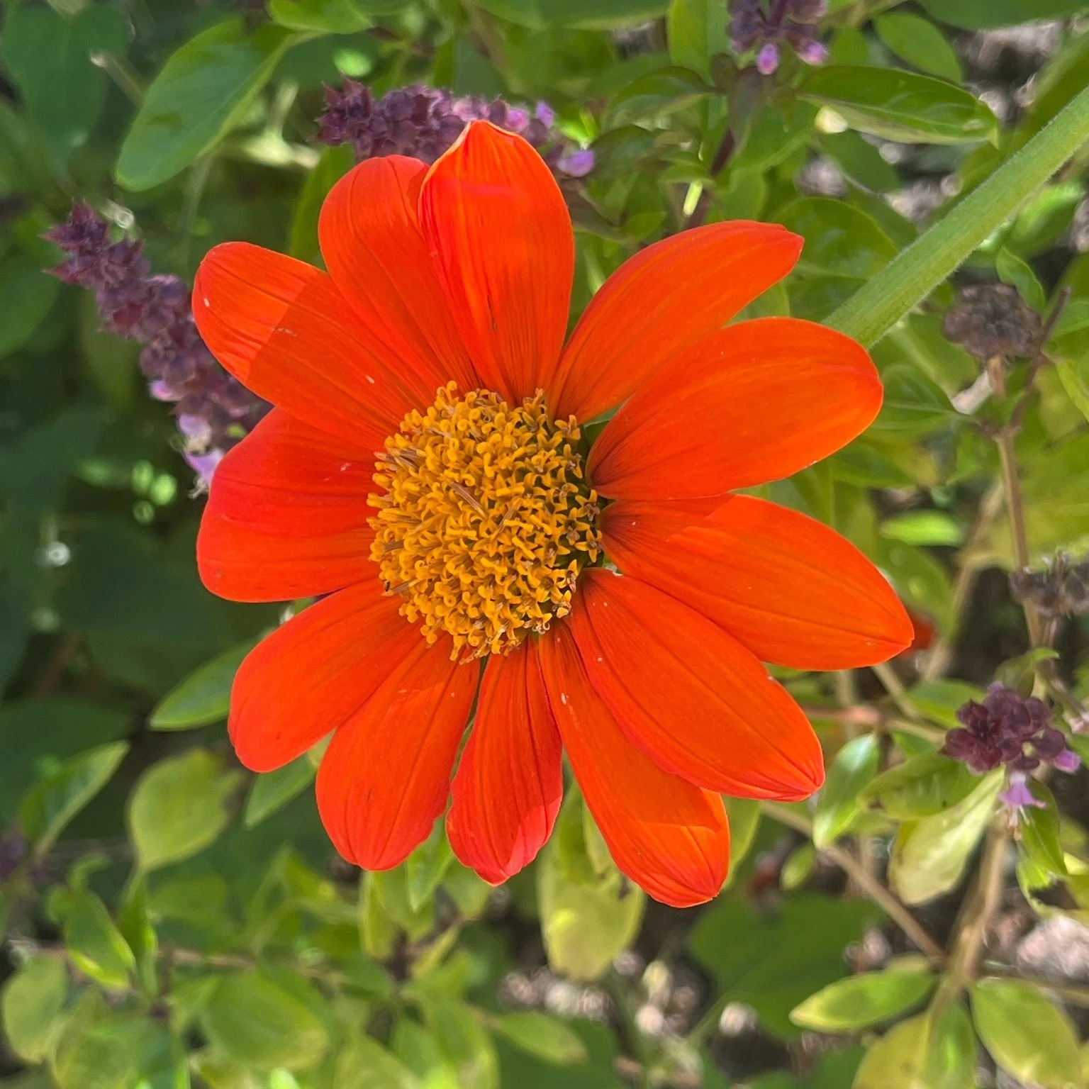 Happy Halloween from the garden! Have a colorful day!#heritagecommunityfarm