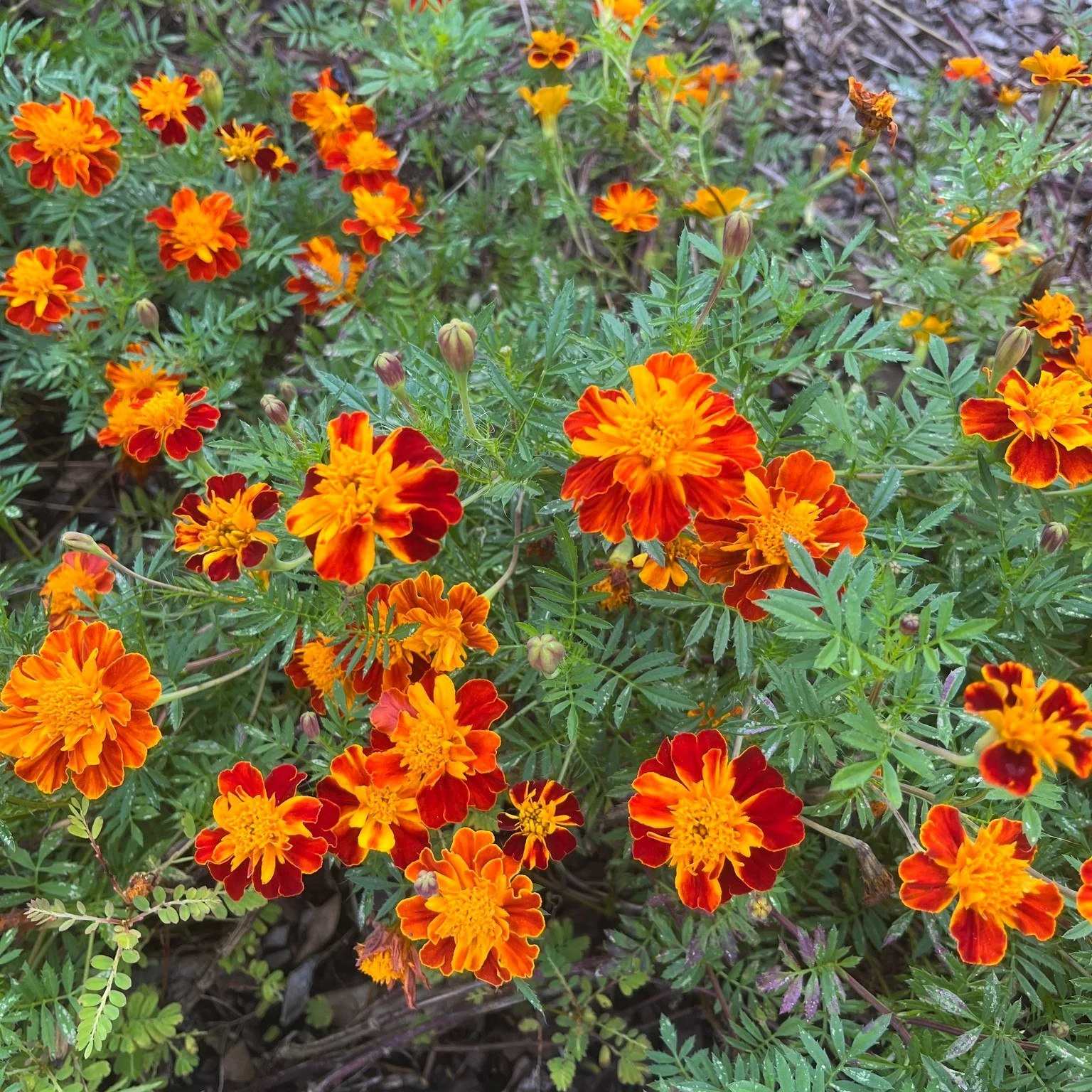 Flowers in a garden help pollinators and can also play an important role in holidays.
In Central &amp; South America, marigolds (cempasuchils) are used to decorate ofrendas (alters) during Dia de Los Muertos (Day of the Dead). It is believed their vi