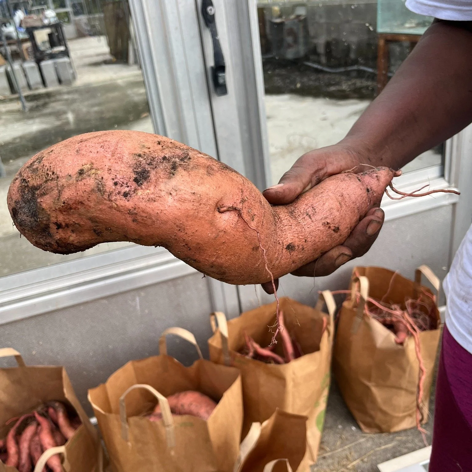 What is the difference between a sweet potato and a yam? Both are tubers but color, taste, and texture are very different. Yams originated in  Africa and Asia while sweet potatoes are from Central and South America. In this country, the names are oft