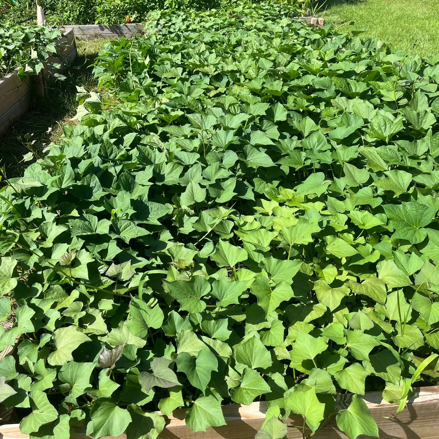Did you know that sweet potato leaves are edible? The leaves can be added to soups or stir fried in neutral oil and garlic. Not only delicious but nutritious too! Sweet potato week at #heritagecommunityfarm #sweetpotatoleaves