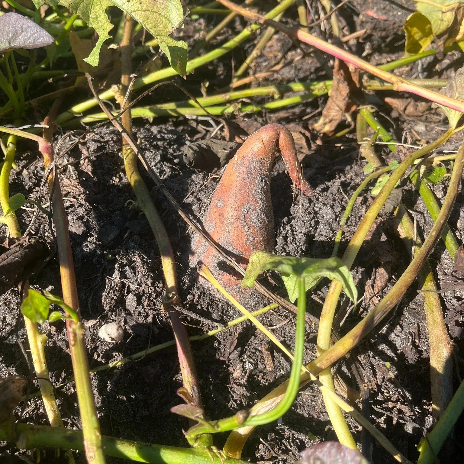 Friday is the big dig for sweet potatoes with some already poking their heads above ground. Students and volunteers are ready to uncover, weigh, and store until time for distribution.  Growing Together to share the harvest. #heritagecommunityfarm #wh