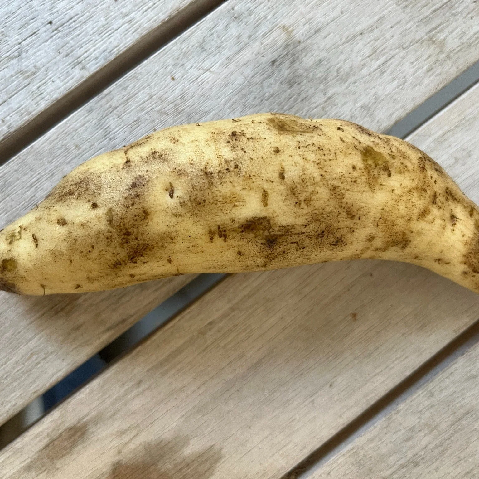 The mystery of the white sweet potatoes found in one of the raised bed has been solved! After contacting the supplier of the sweet potato slips , it appears that the O'Henry variety was sent along with the Covington variety which was ordered. Many su