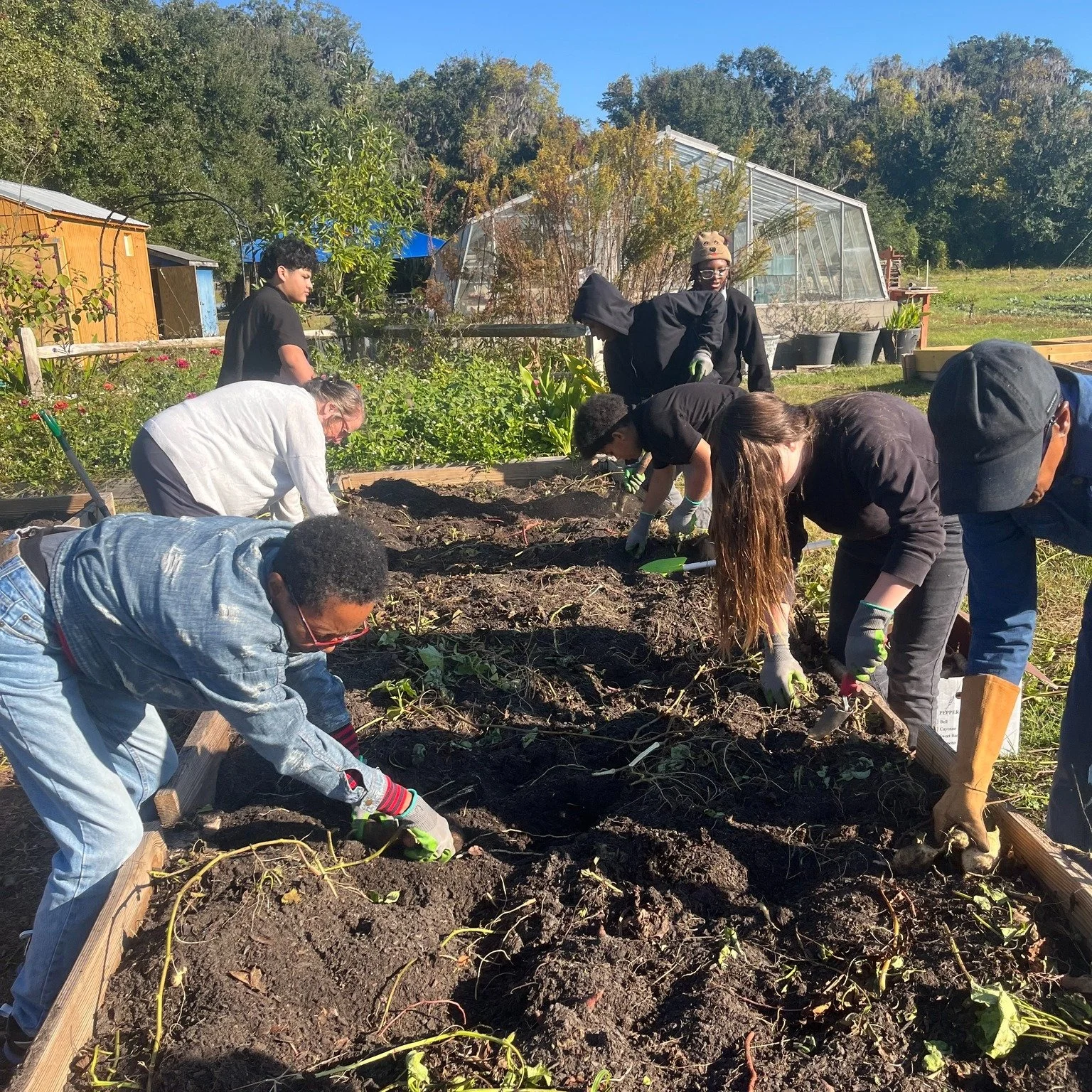 Harvest day is always fun! After five months of growth below the soil, the sweet potatoes are revealed. Thank you volunteers from the Health Churches Consortium and the community for working with the students dig for the bounty. Growing Together to p