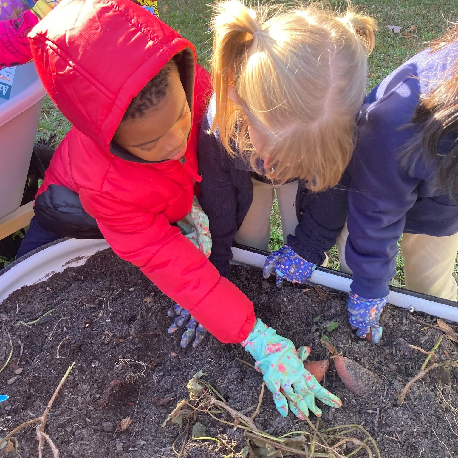 This year, HCF partnered with the James J. Davis Early Childhood Learning Center to bring gardening to the youngest students.  A bumper crop of sweet potatoes were harvested for pies made by members of Mt. Carmel Church for a farm to table experience
