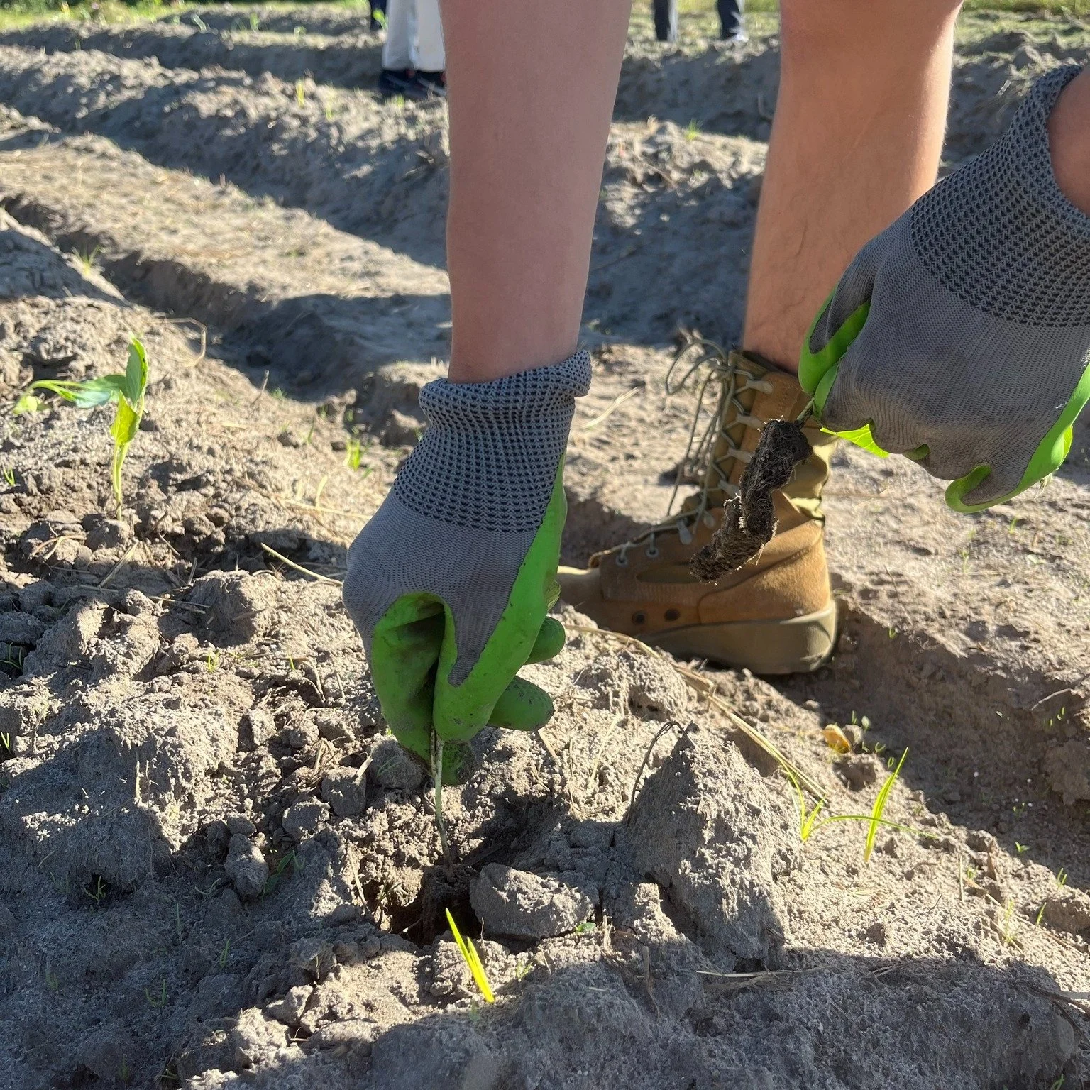 From seedlings to harvest. The collard greens are ready to go home. Students planted, weeded, and will soon harvest this year's crop. Growing together to plant, learn, and share. #heritagecommunityfarm
