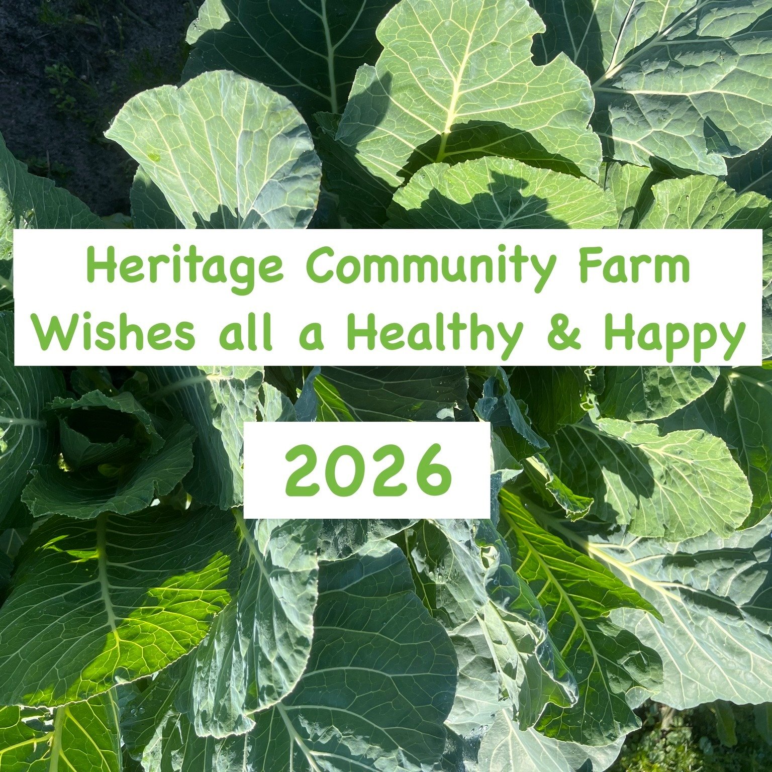 Eating collard greens on New Year's day is deeply rooted in Southern and African American culture and symbolize prosperity and abundance for the upcoming year. This year, over 150 bags of collards from the Sharing Garden were sent home with students 
