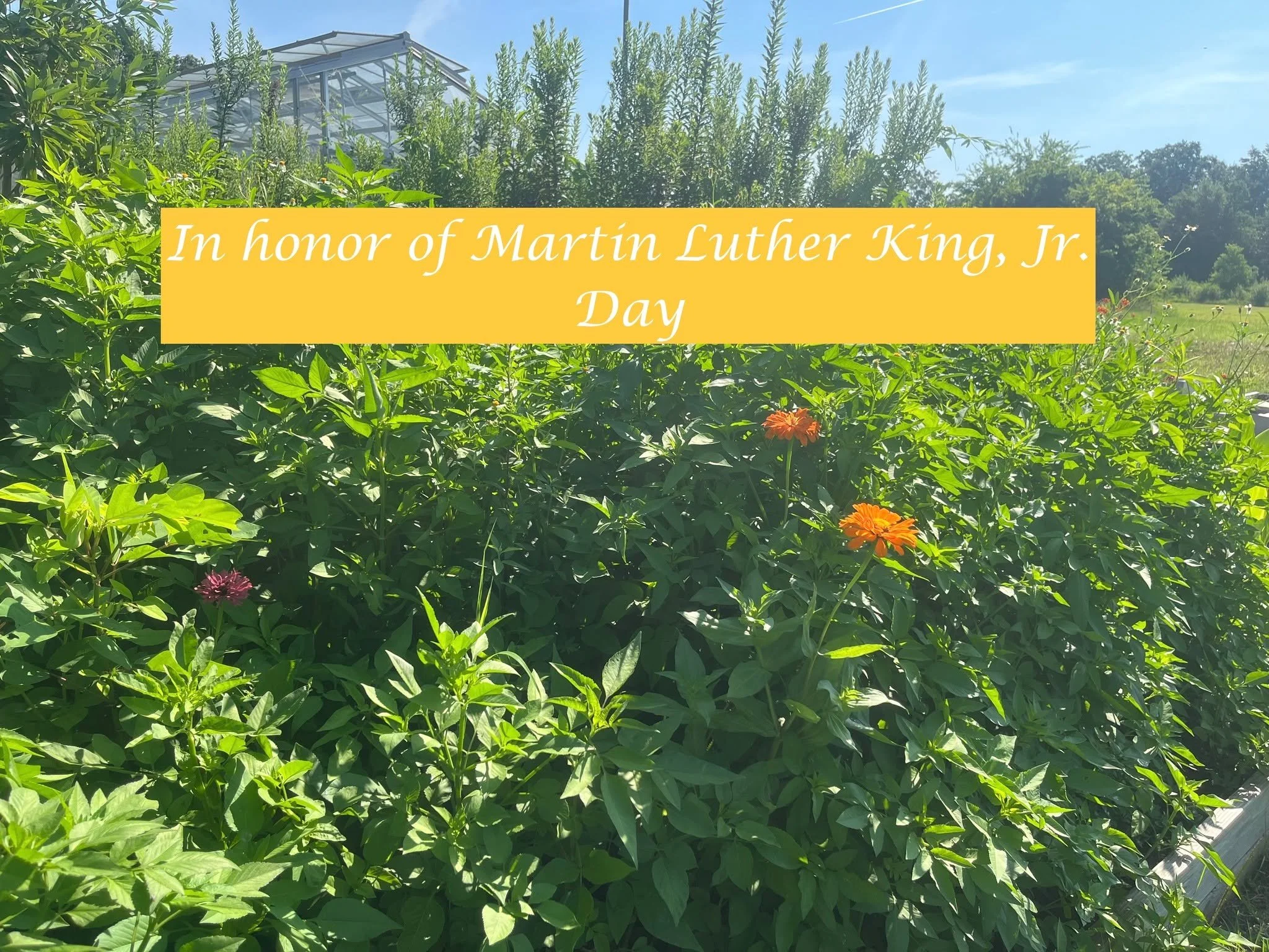 A quote from Dr. King, "I have the audacity to believe that peoples everywhere can have three meals a day for their bodies, education and culture for their minds, and dignity, equality, and freedom for their spirits." Growing together to pl