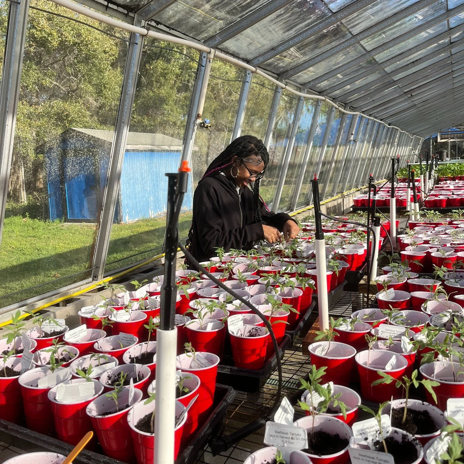 Students were busy as seeds turned into seedlings in the greenhouse. It was the first time using readily available solo cups with holes drilled in the bottom making lessons learned in the garden transferable to home. Growing together to encourage lif