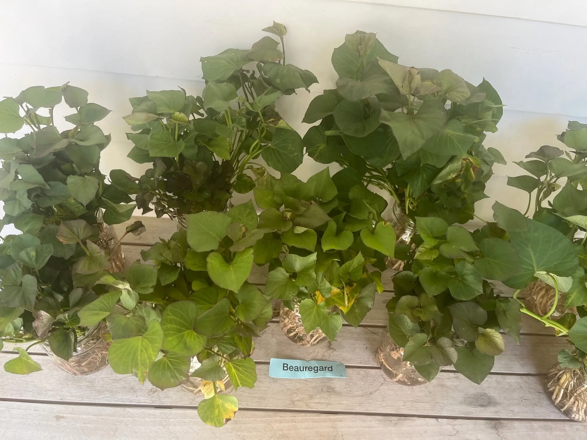 Meet our Beauregard sweet potato slips. The Beauregard variety produces a large, orange fleshed sweet potato good for both eating and baking. Students will be busy this Friday, 5/8, planting over 200 slips. Want to join in the fun? Visit Beaufort Cou