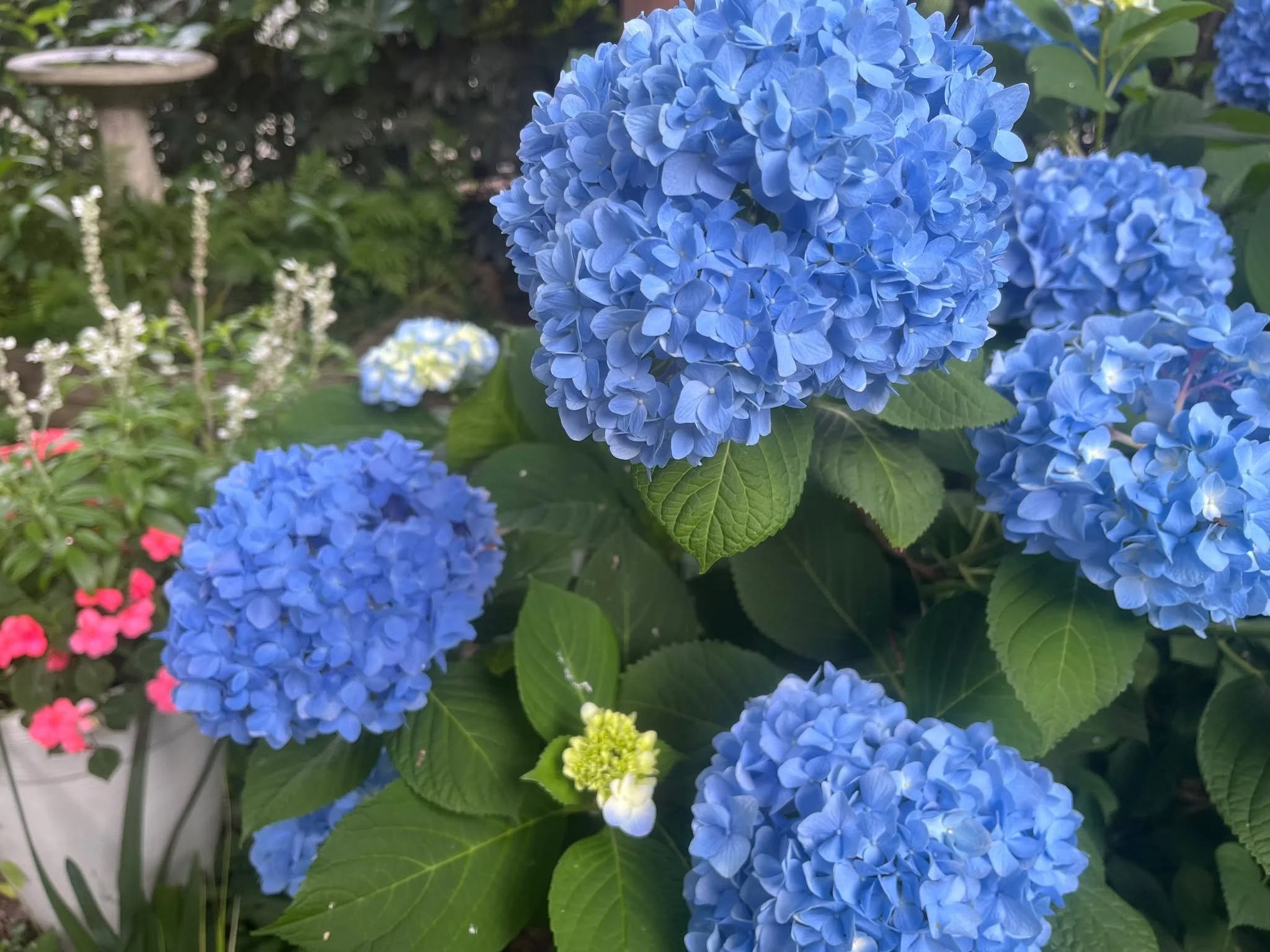 HCF takes a moment in the garden this Memorial Day to honor the fallen in service to our country. Here in northern Beaufort County, the commitment and bravery of the men and women who serve in the USMC and Navy is witnessed everyday. Growing Together