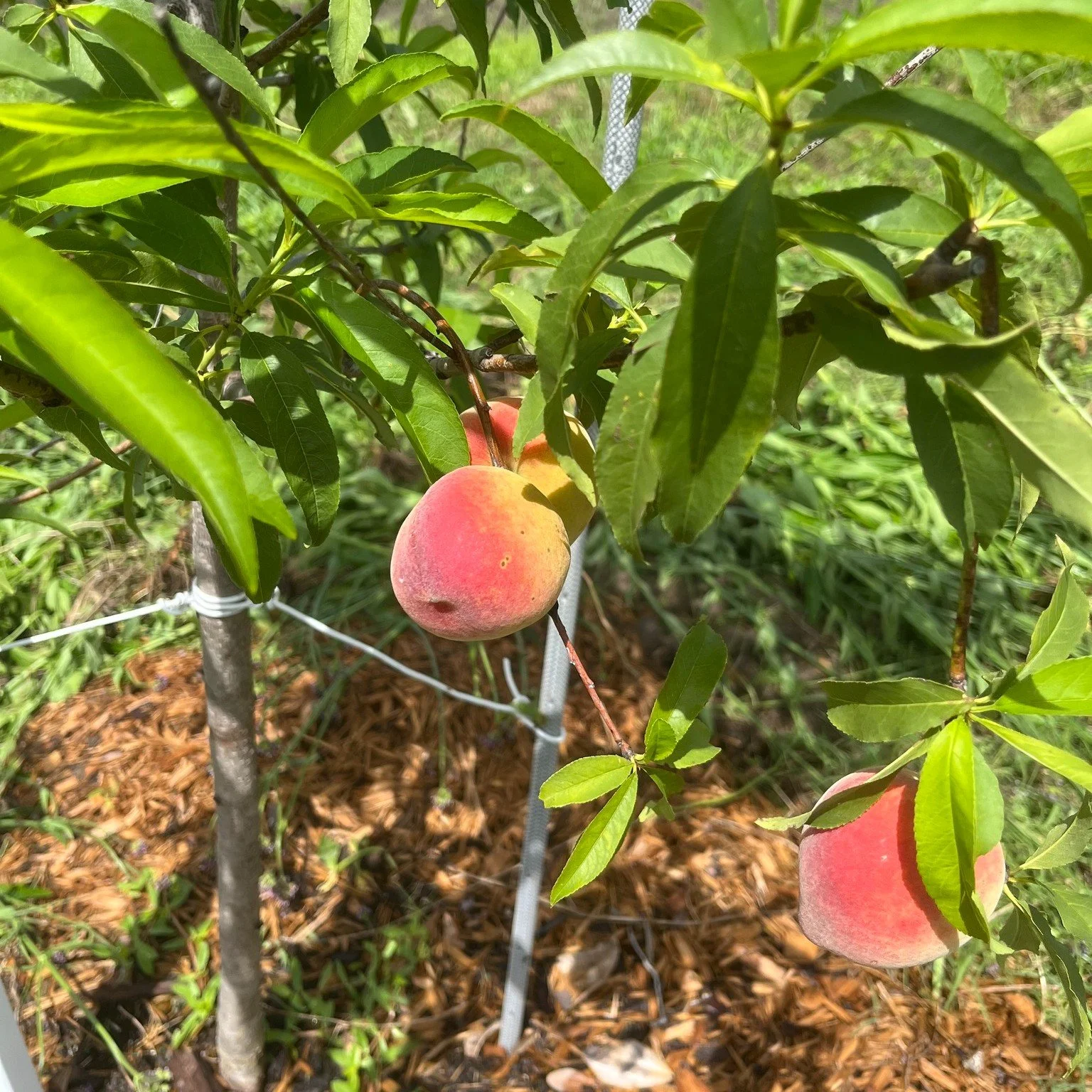 The newly planted peach tree is producing! Thank you Junior Service League of Beaufort for providing the funding to expand the orchard at Whale Branch Middle School. Growing Together to plant, learn, and marvel. #jslb #heritagecommunityfarm