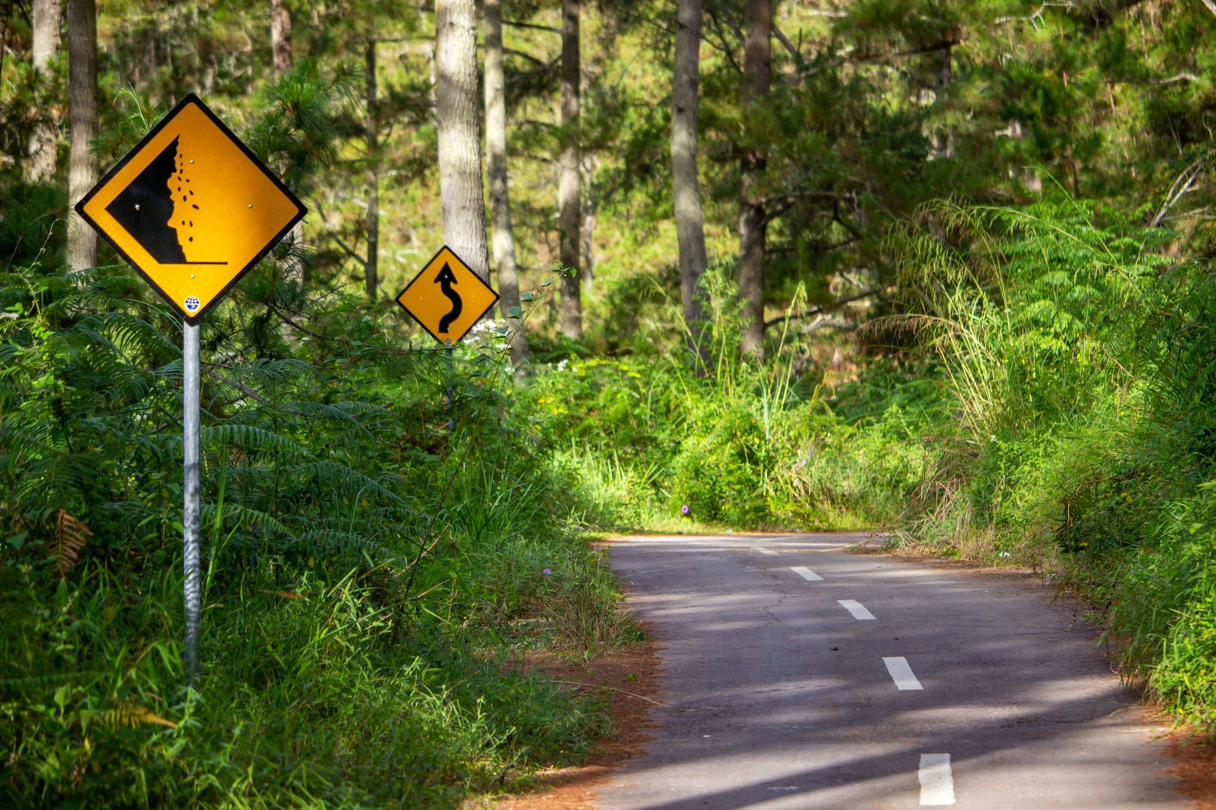 Winding forest road with curve signs, metaphor for navigating life’s twists with counseling support.