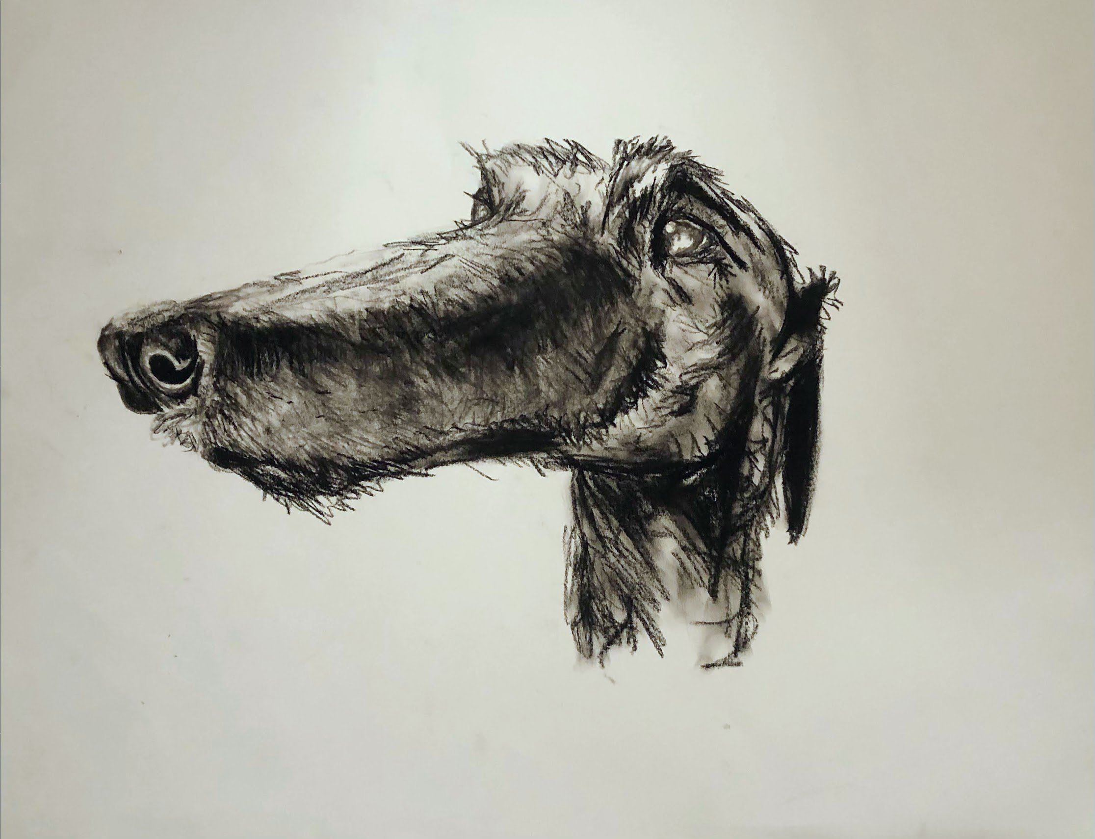 Charcoal Dog Portrait