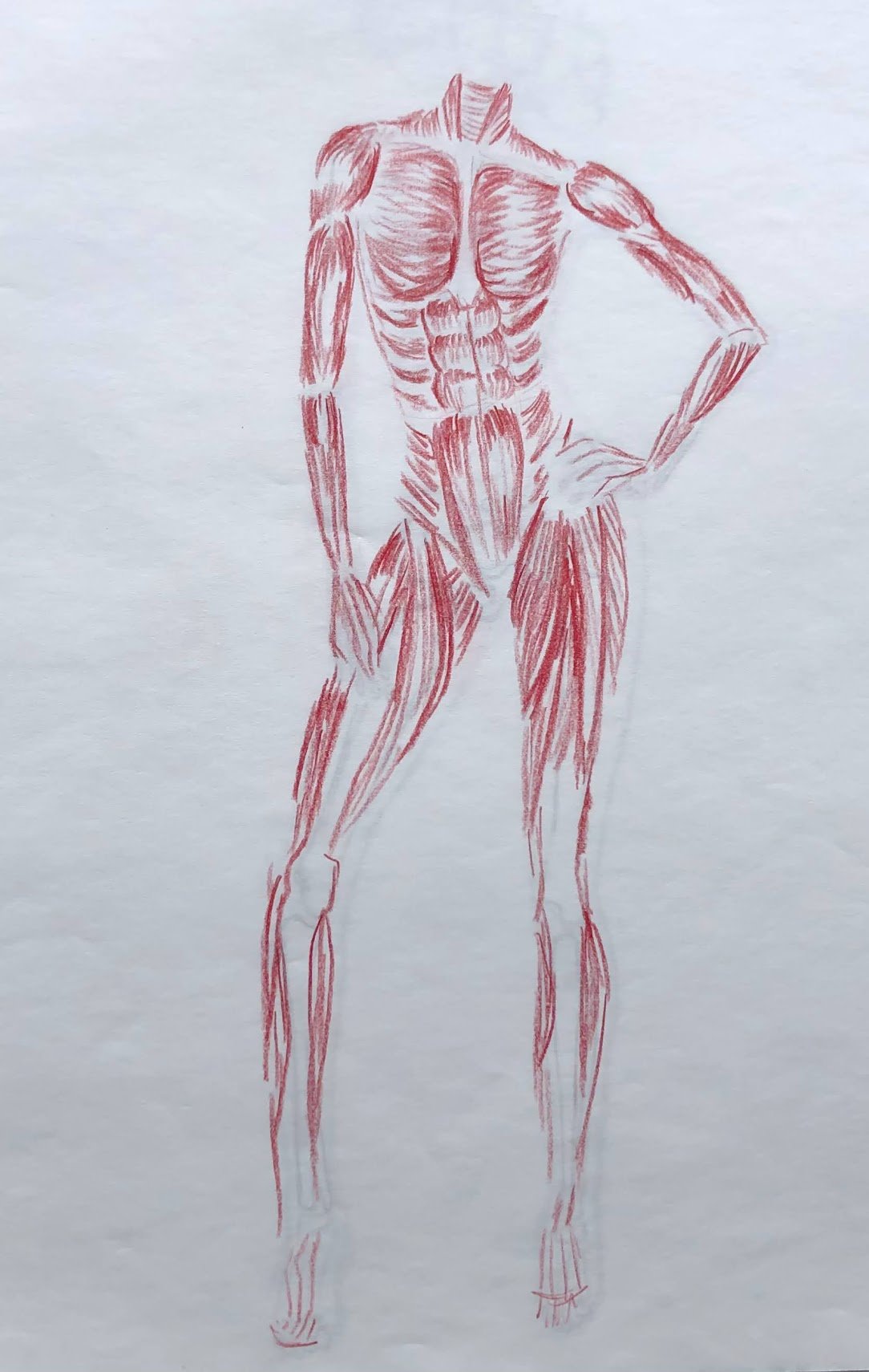 Pencil Muscular Structure