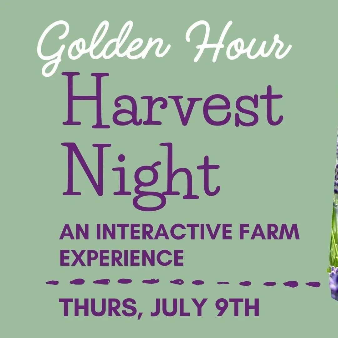 HARVEST+NIGHT+BANNER+july+9.jpg