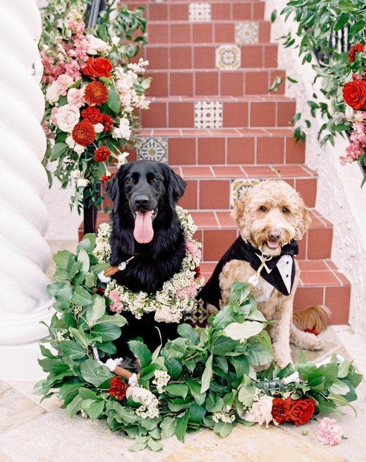 The dogs vs the welcome sign at Carley and Travis' wedding 🐶😍 We are huge fans of the ever creative signage and stationery queen Andi Meija of @andimejiaco. She does everything from invitations to seating charts and everything in between, and while